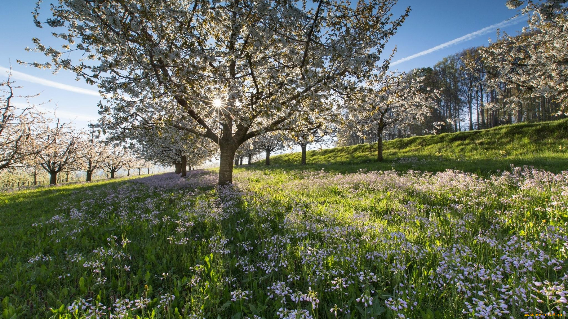 цветы, цветущие, деревья, , , кустарники, холмы, поля, швейцария, весна