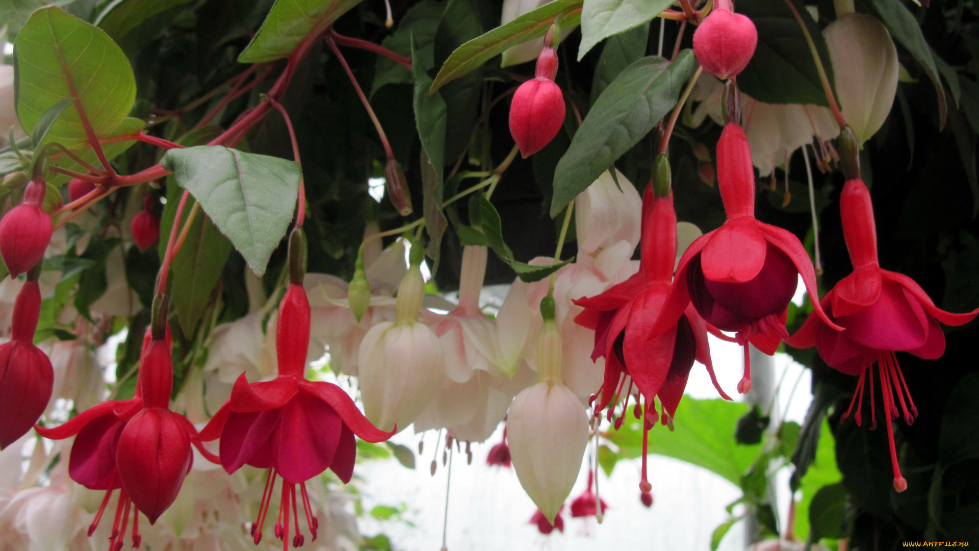 цветы, фуксия, белый, розовый