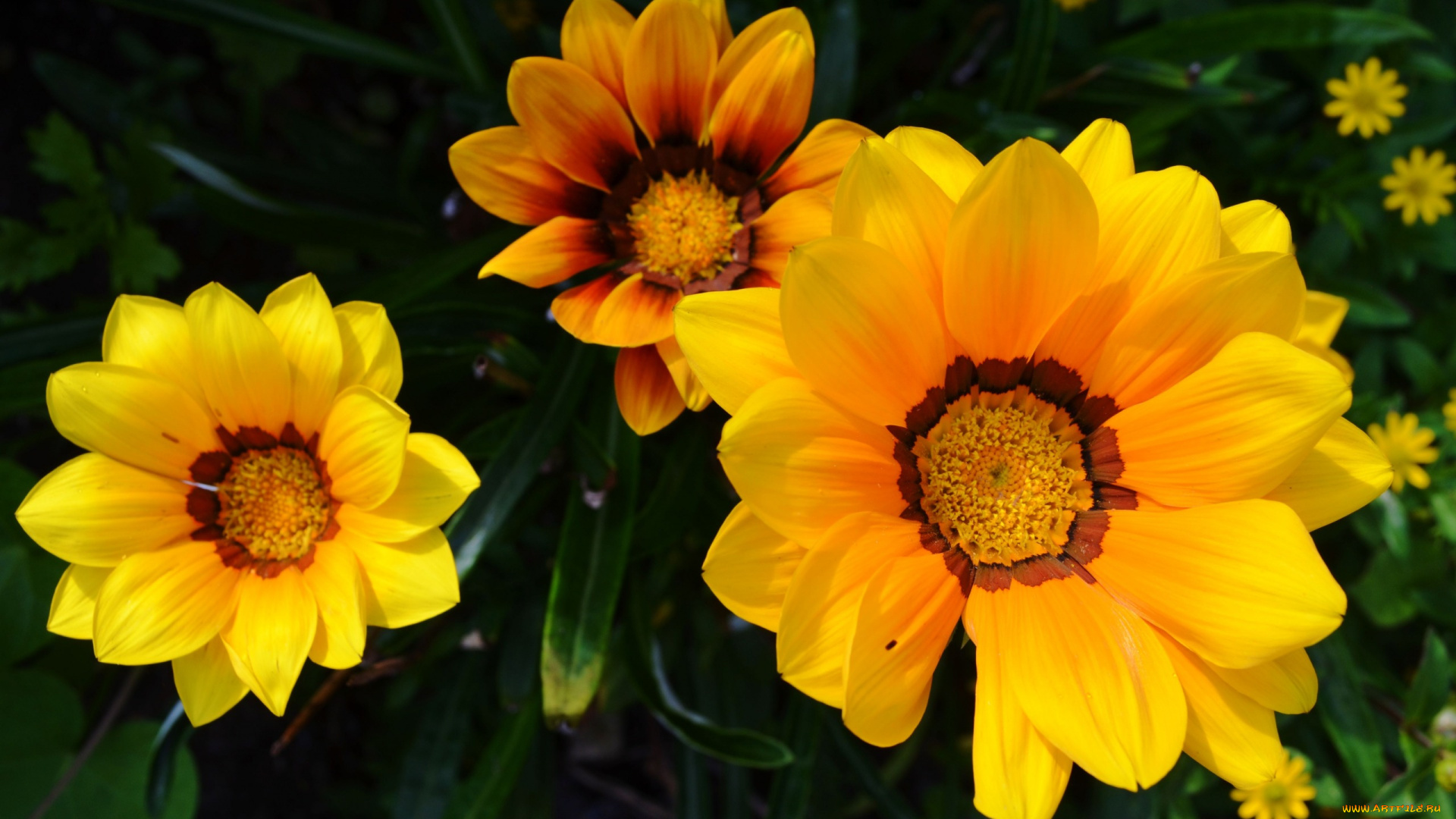 цветы, газания, солнечный, яркий, желтый