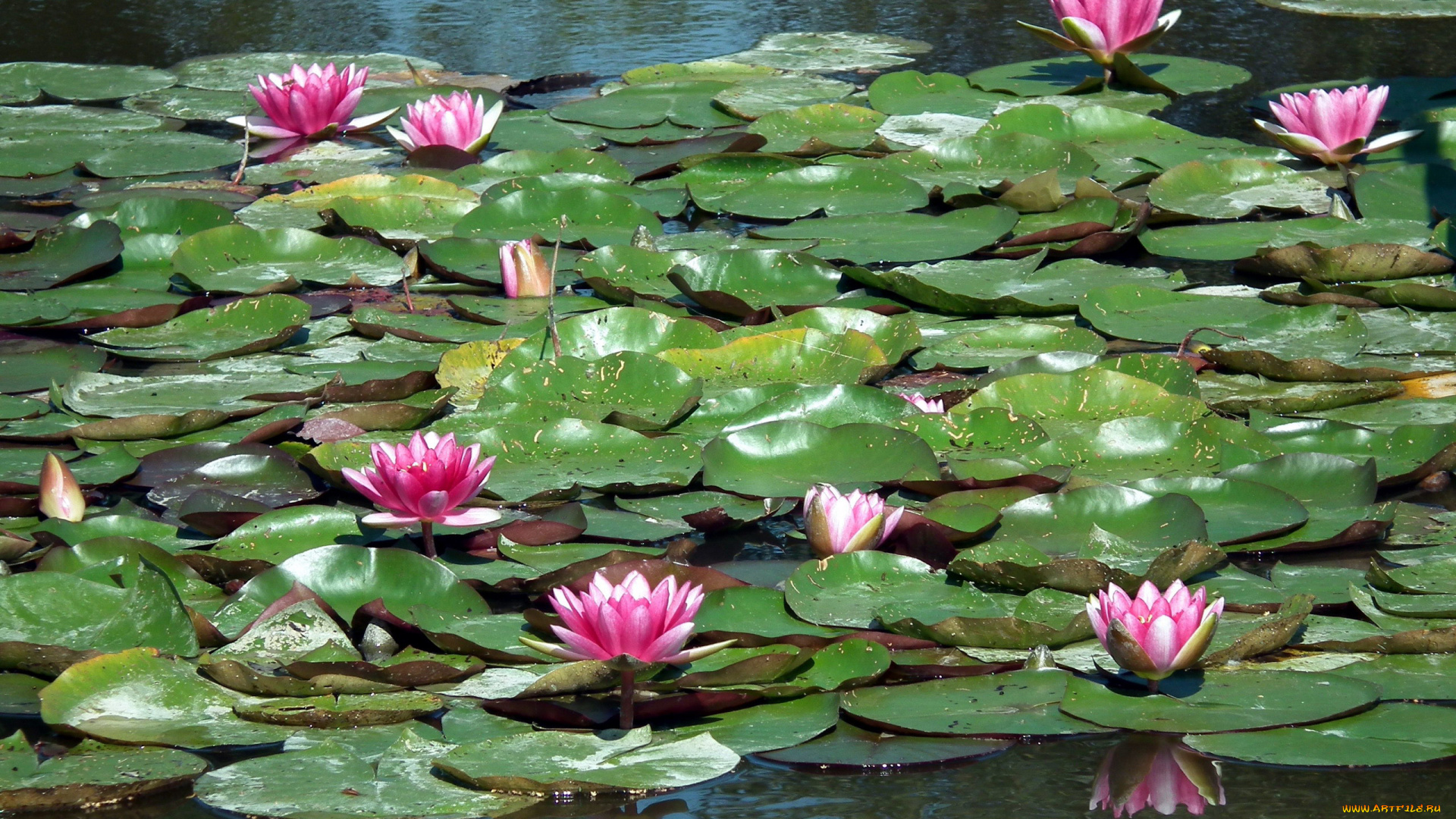 цветы, лилии, водяные, , нимфеи, , кувшинки, водоем, лилии, листья, бутоны