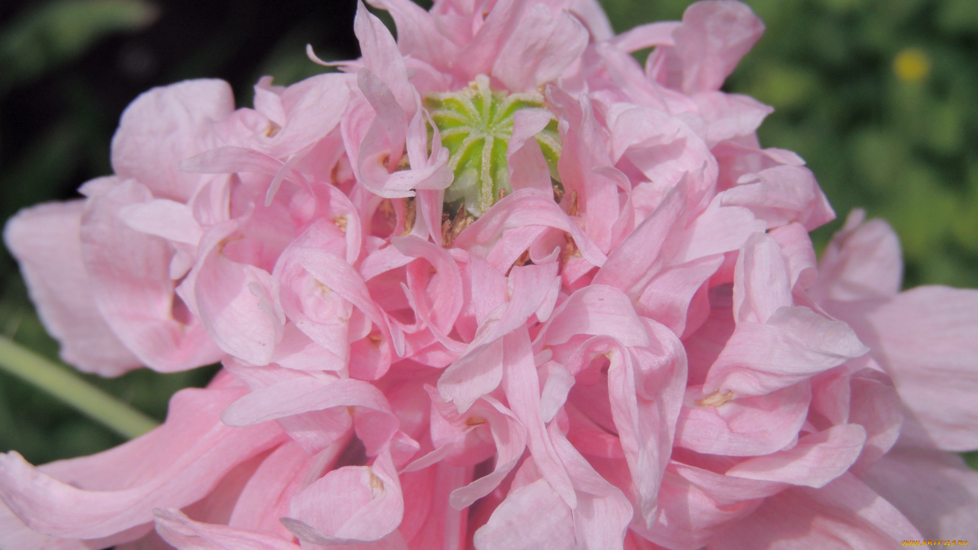 цветы, маки, макро