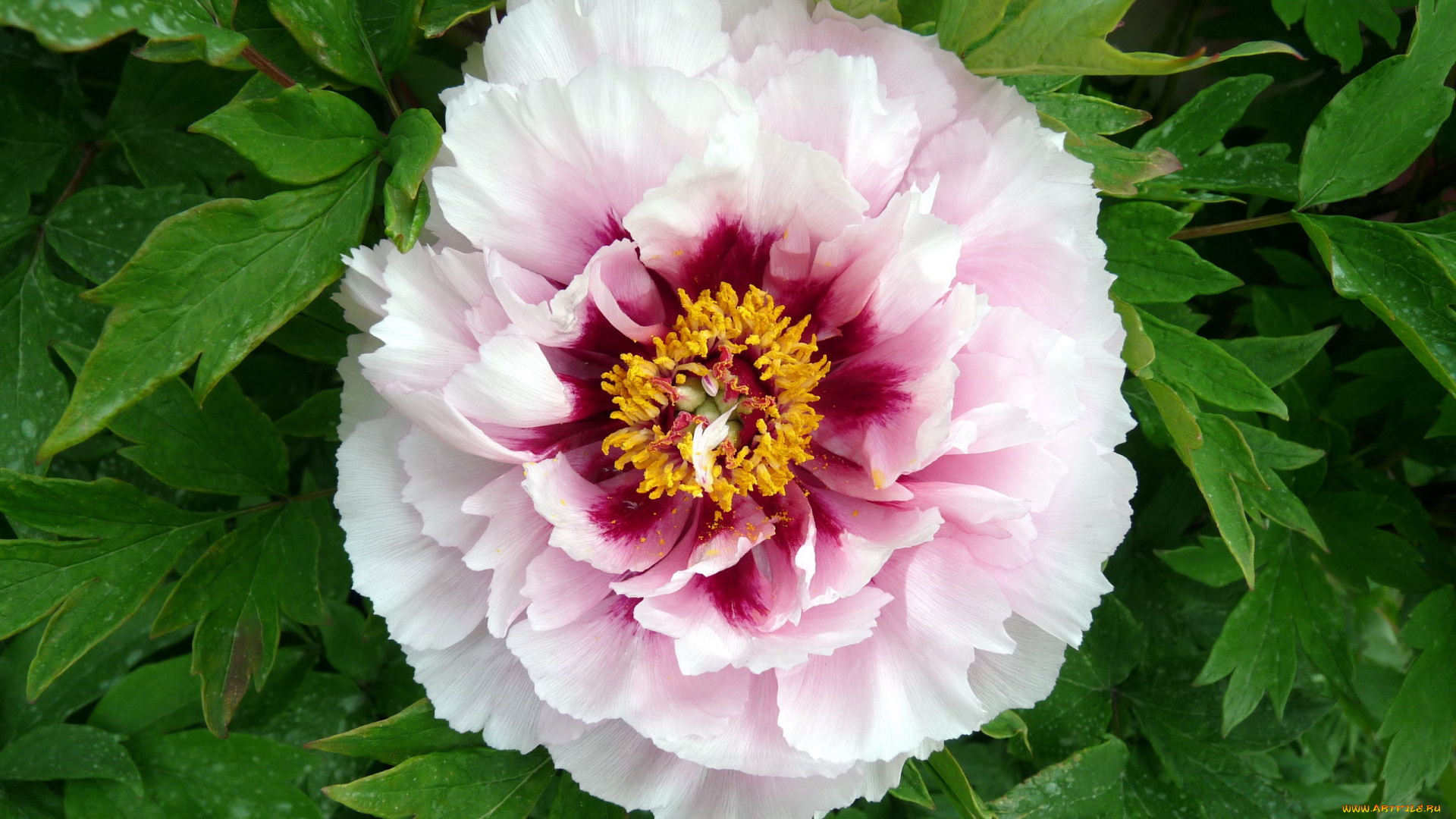 цветы, пионы, древовидный