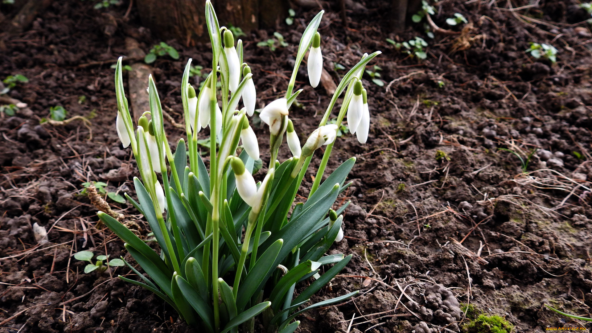 цветы, подснежники, , белоцветники, , пролески, первоцветы