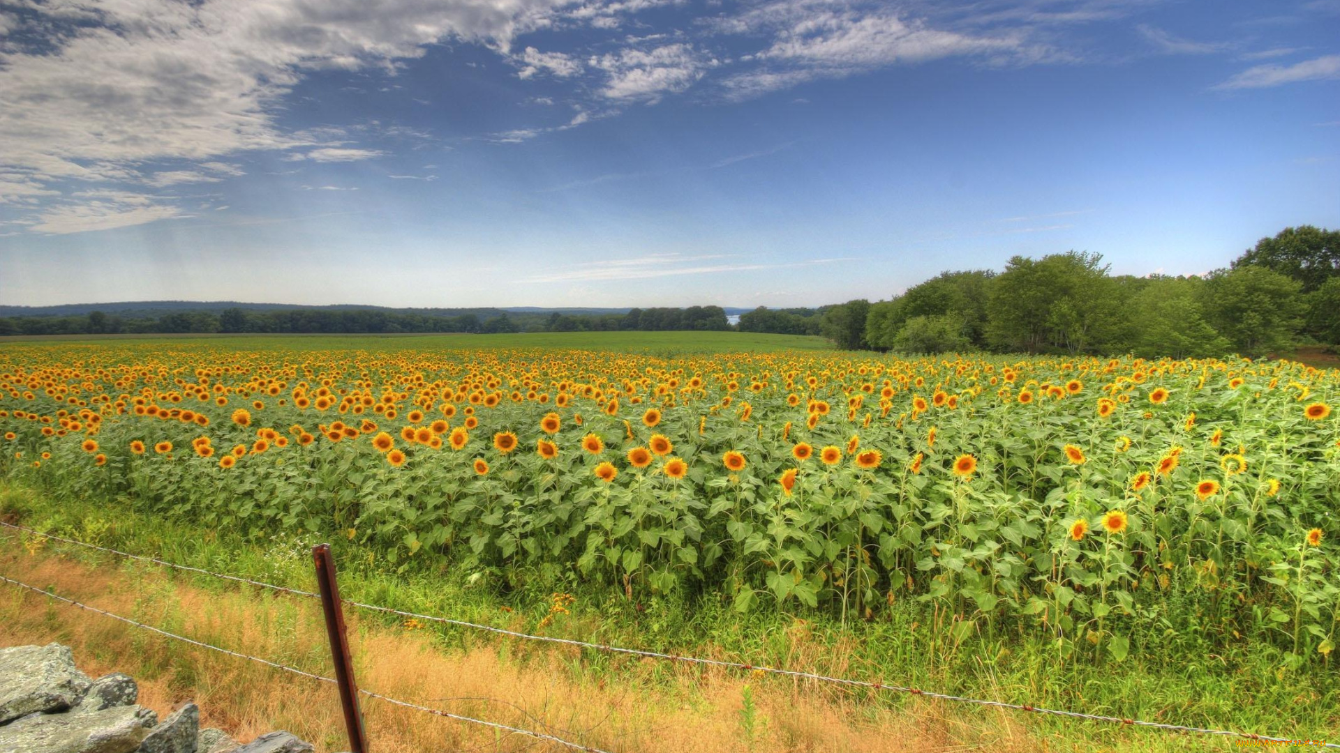 цветы, подсолнухи, поле, пейзаж