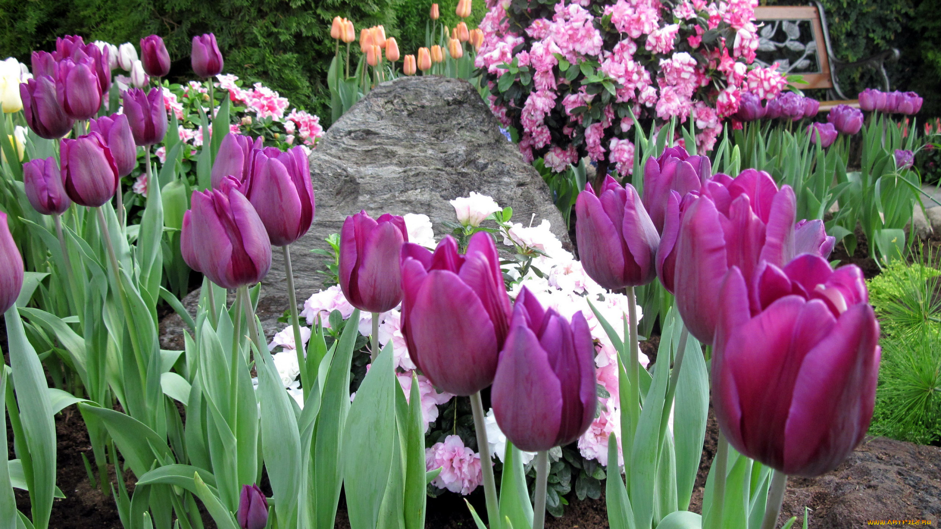 цветы, разные, вместе, тюльпаны, рододендрон