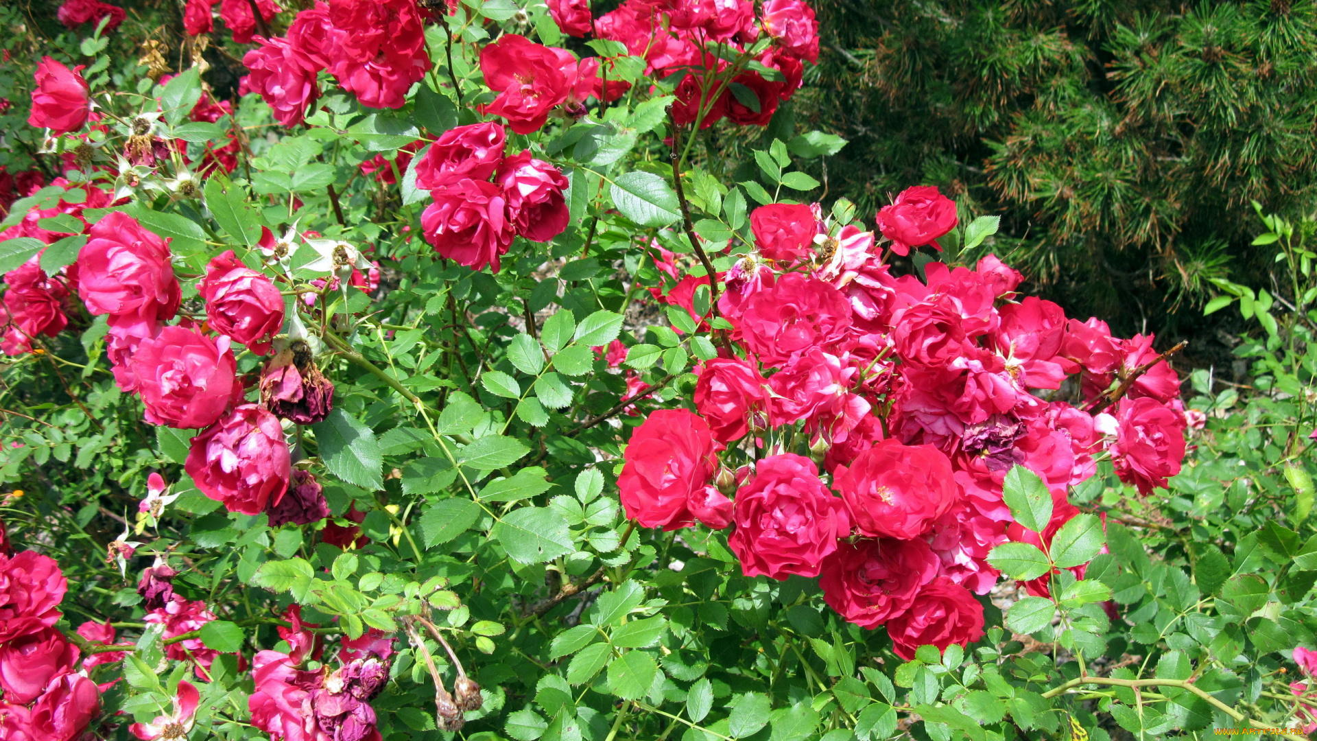 цветы, розы, розовый, куст