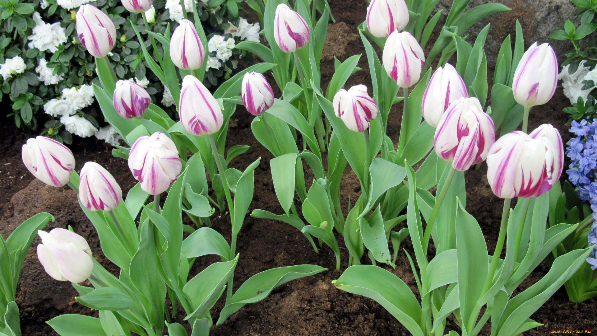 цветы, тюльпаны, бутоны