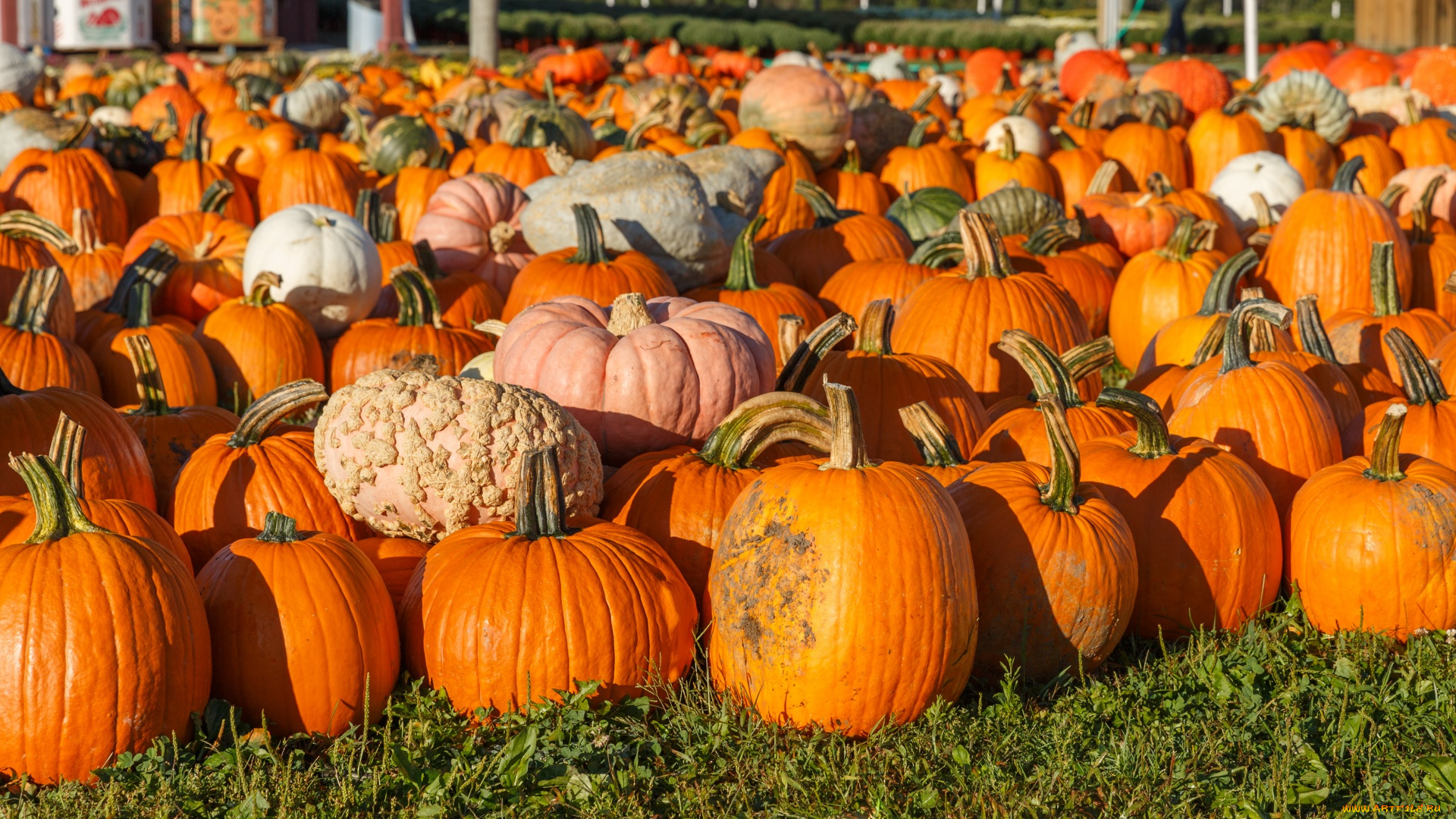 еда, тыква, тыквы