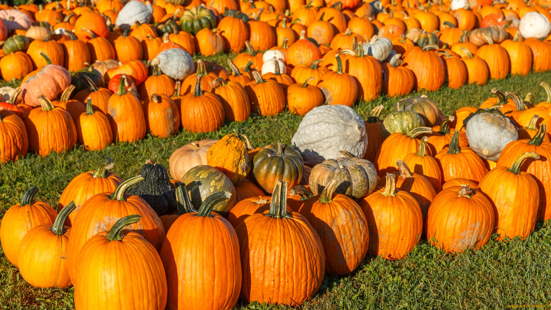 еда, тыква, тыквы