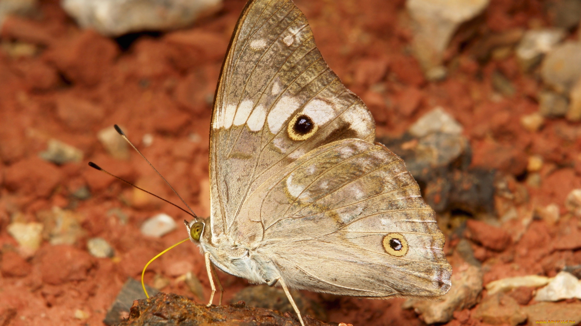 животные, бабочки, , мотыльки, , моли, бабочка