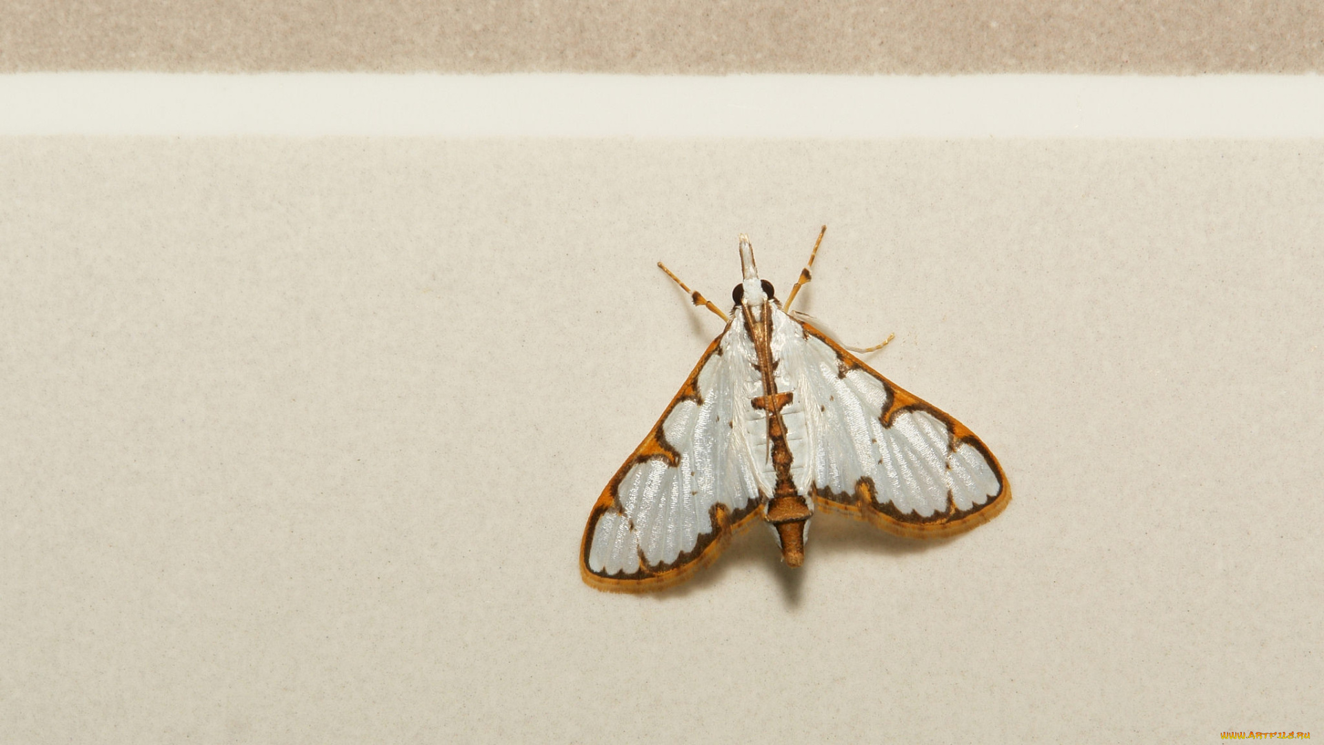 животные, бабочки, , мотыльки, , моли, моль