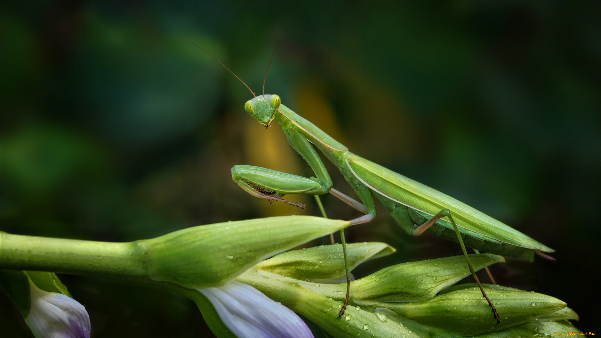 животные, богомолы, богомол
