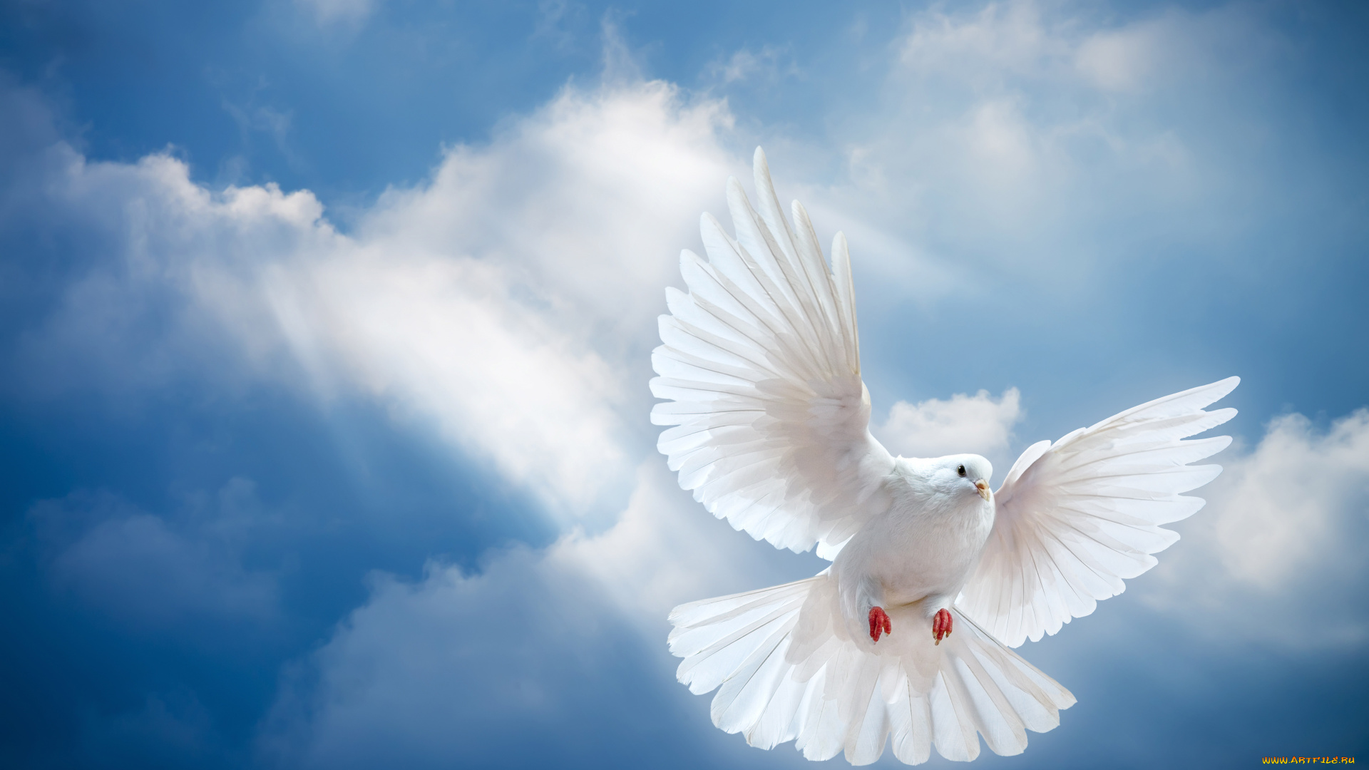 животные, голуби, голубь, птица, небо, белый