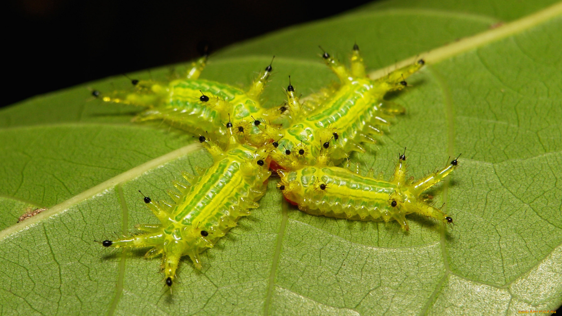 животные, гусеницы