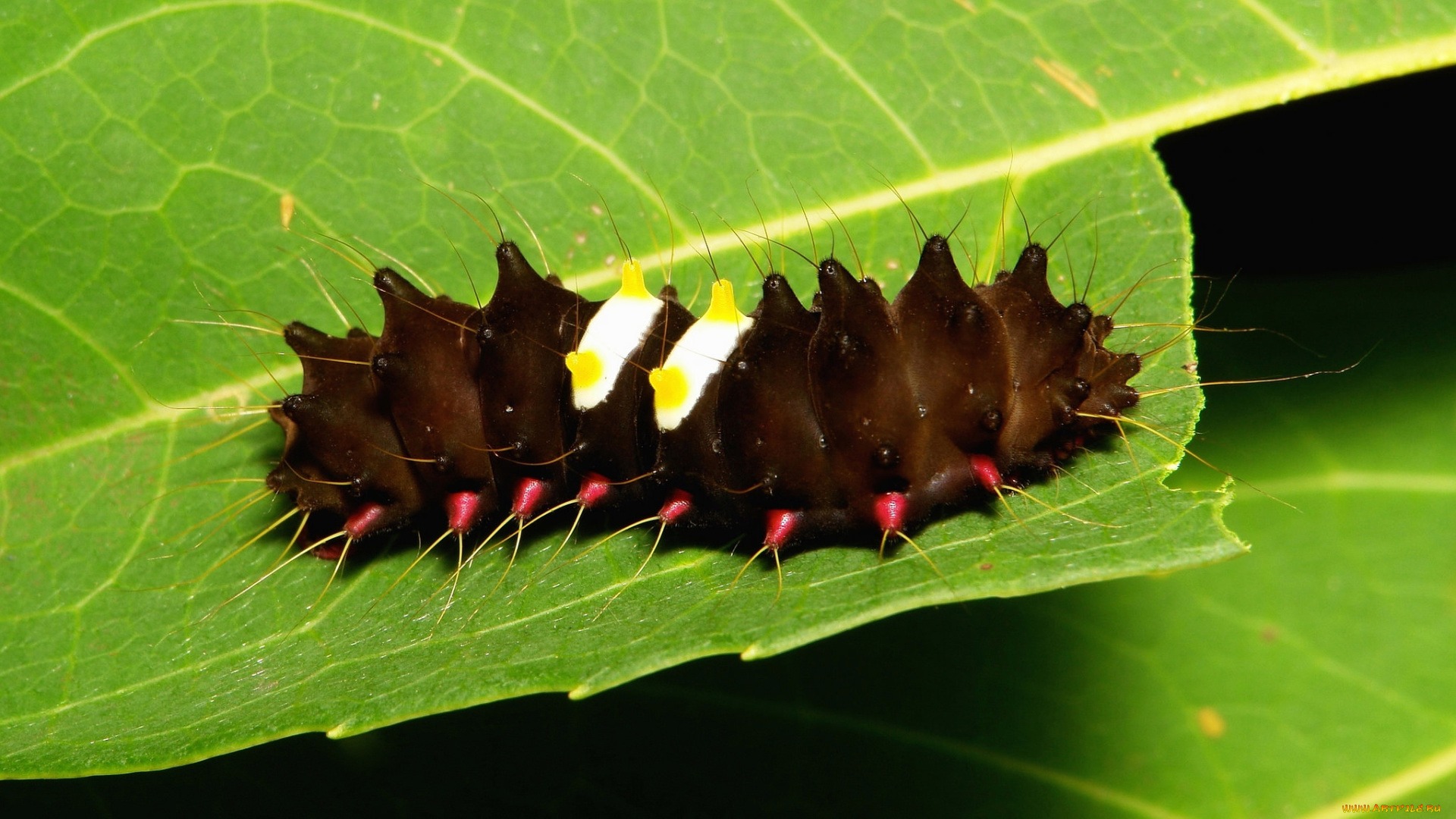 животные, гусеницы, гусеница