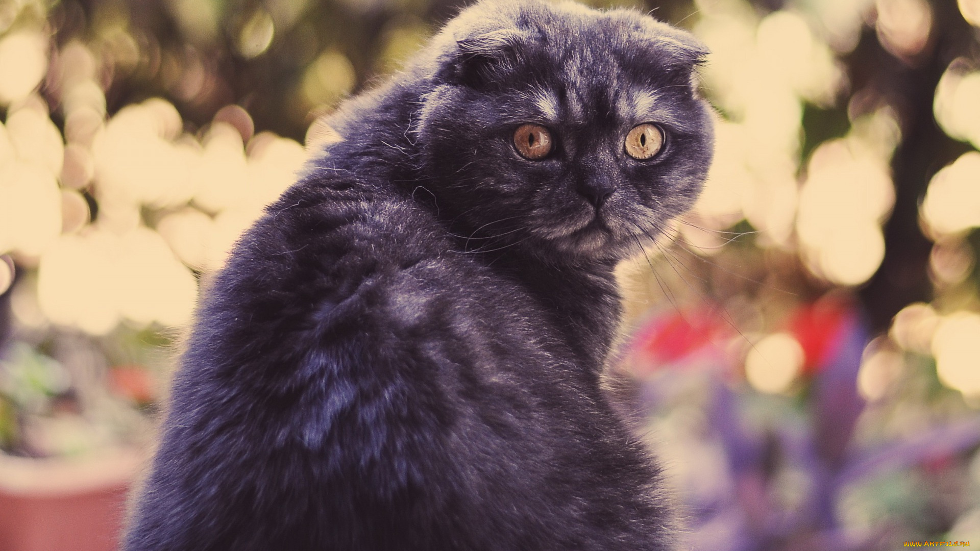 животные, коты, look, feline, eyes