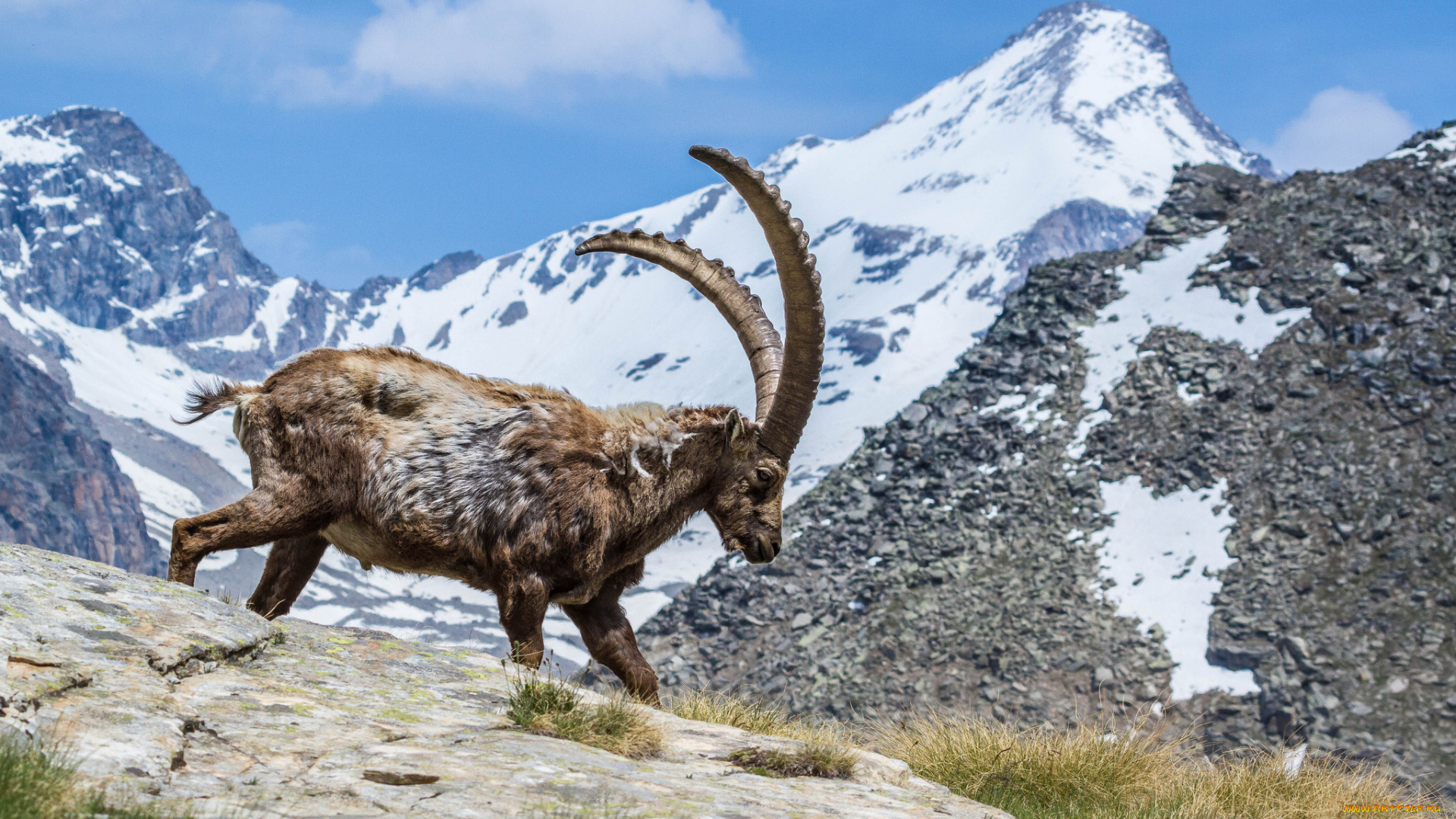 животные, козы, горный, козел, горы, небо, облака, рога