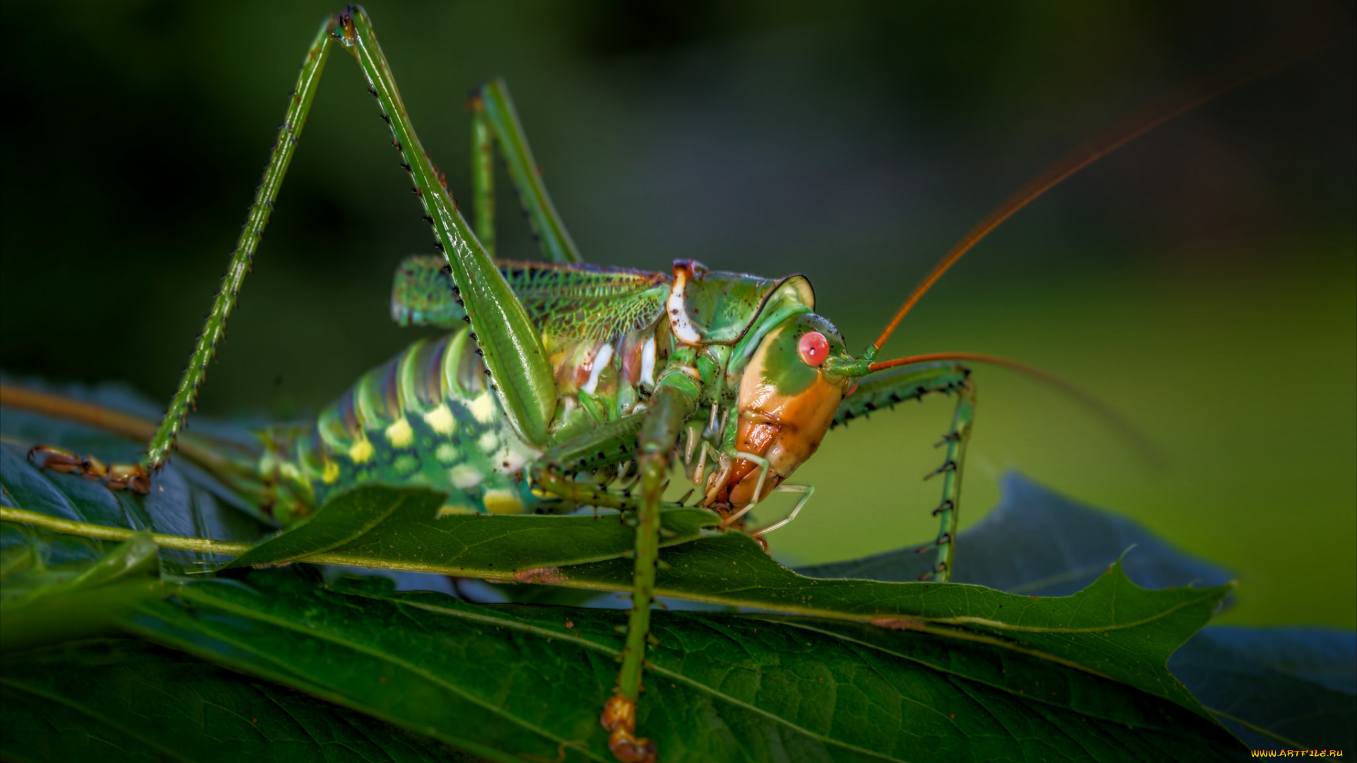 животные, кузнечики, , саранча, кузнечик