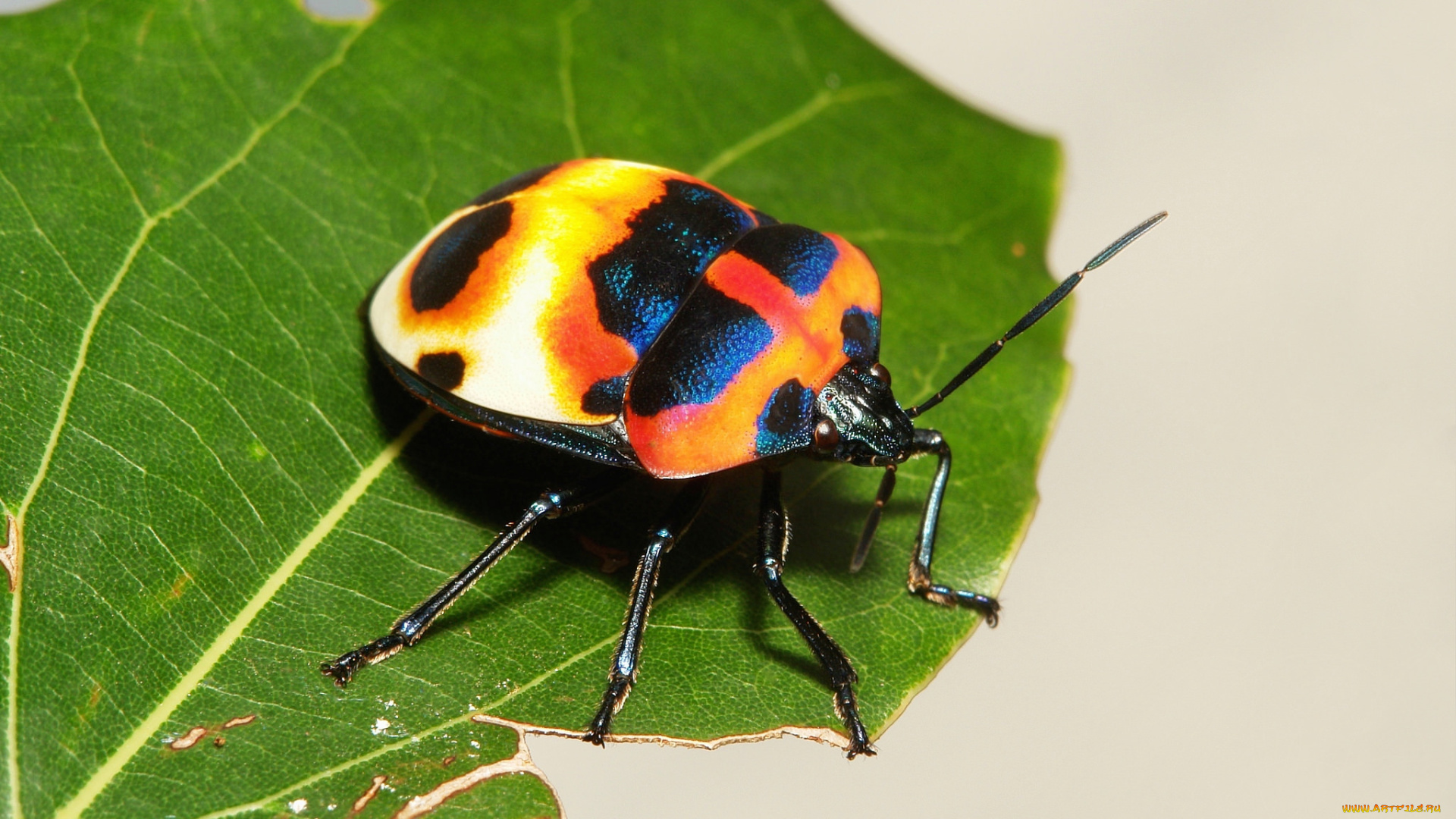 животные, насекомые, жук