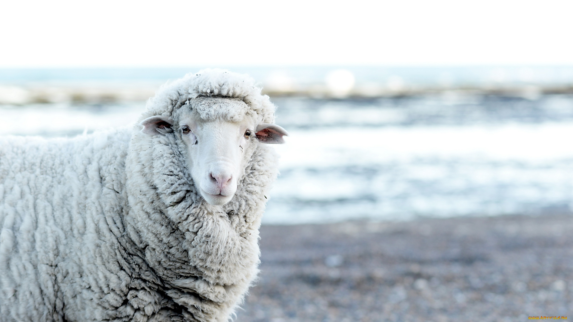 животные, овцы, , бараны, овечка