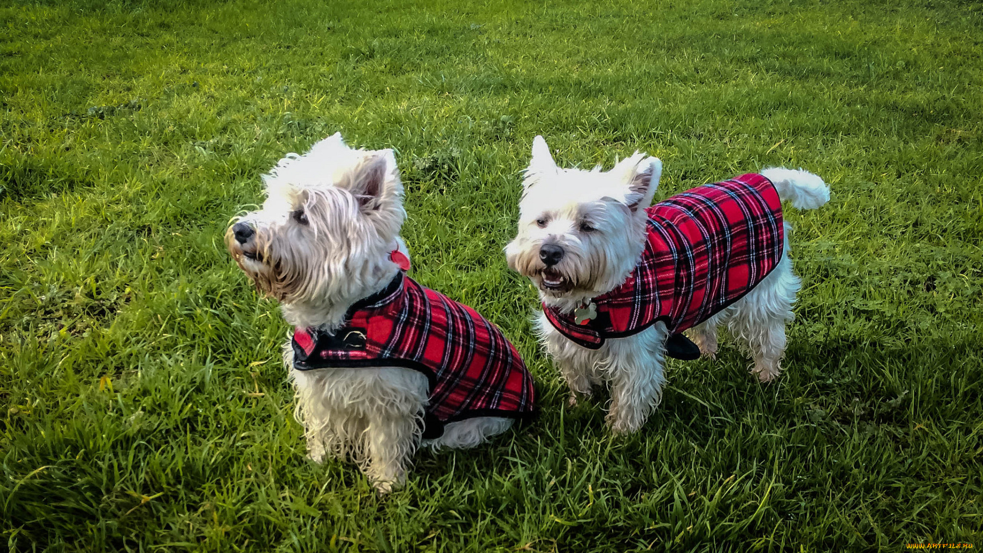 животные, собаки, песики