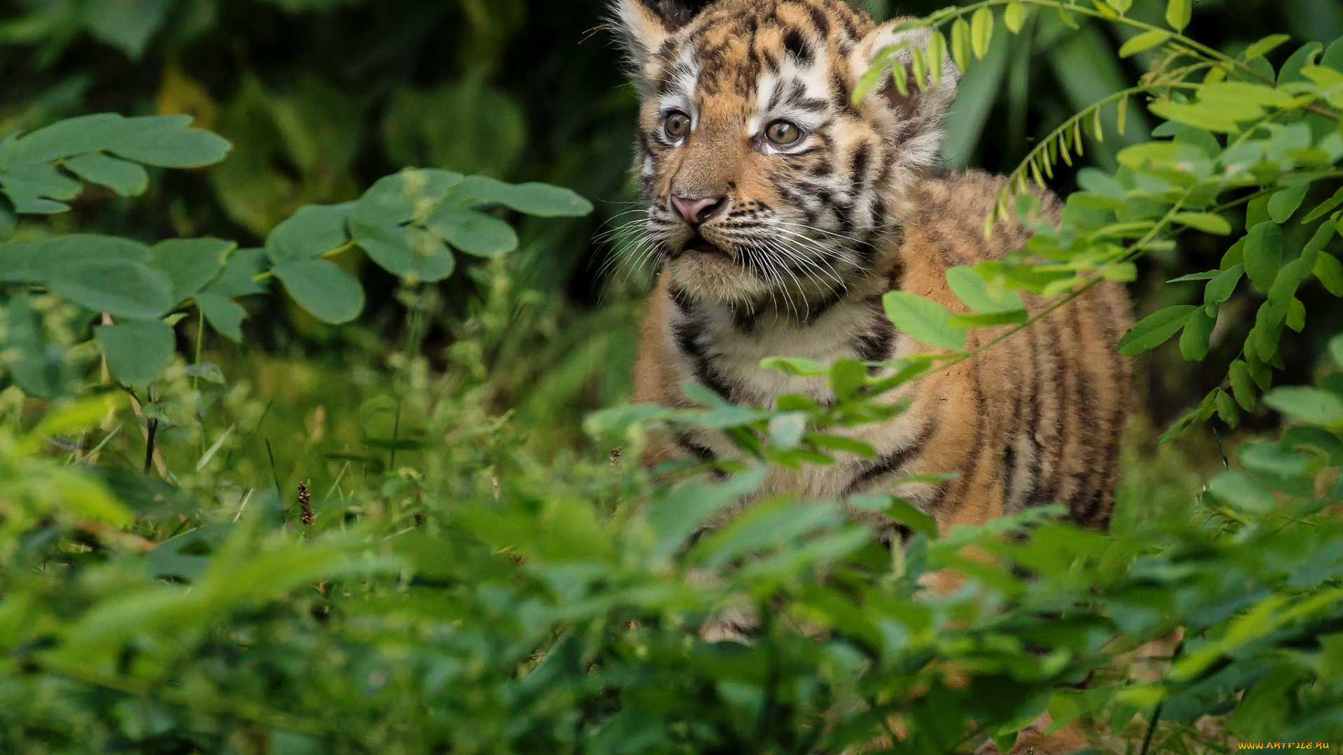 животные, тигры, тигренок