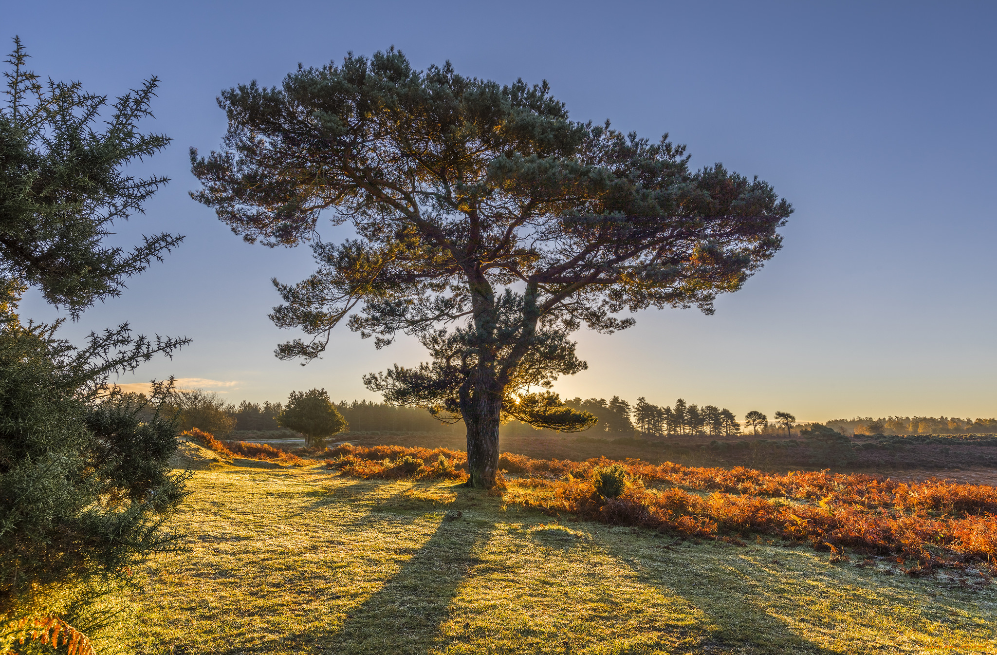 природа, деревья, простор
