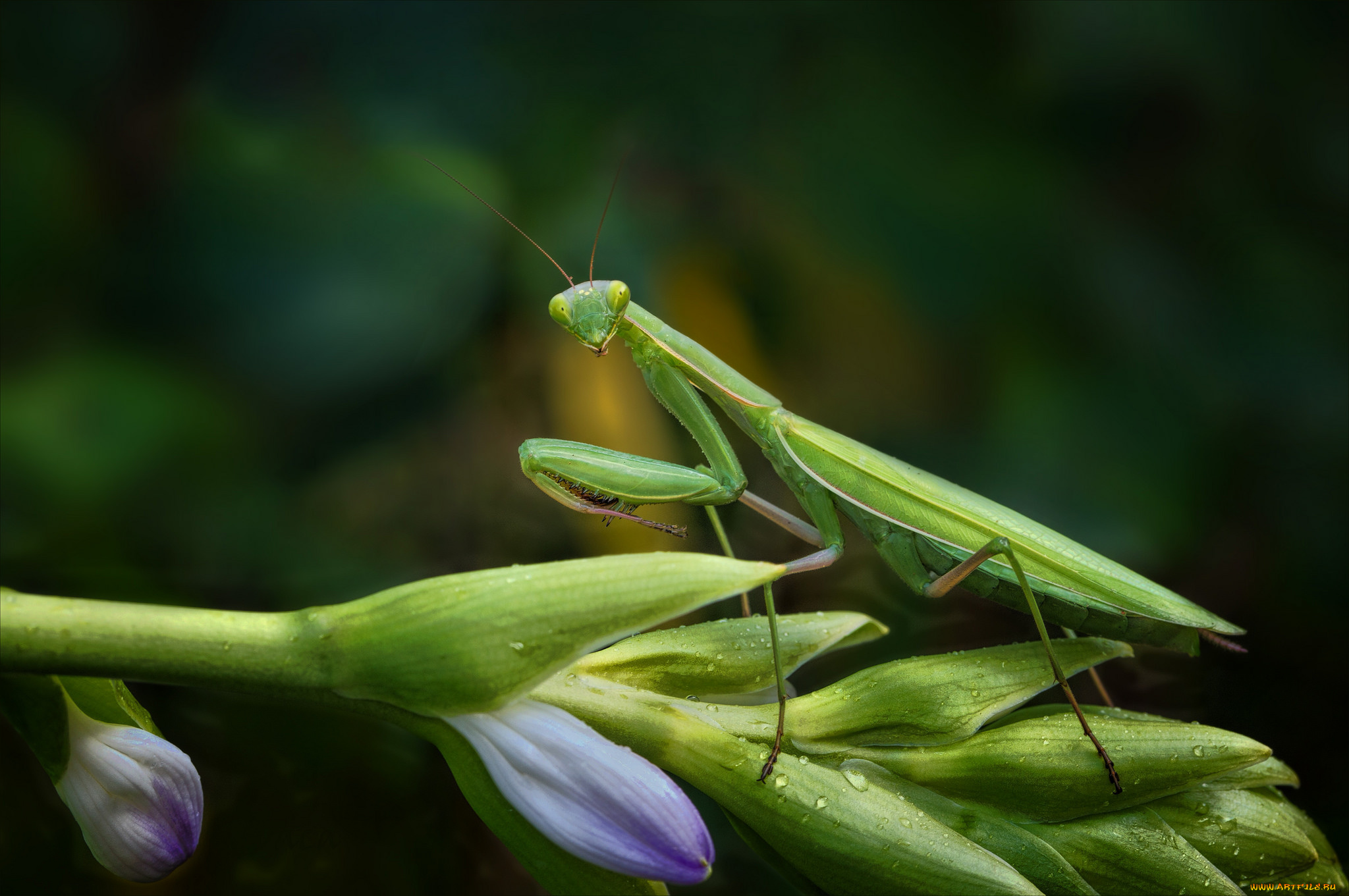 животные, богомолы, богомол