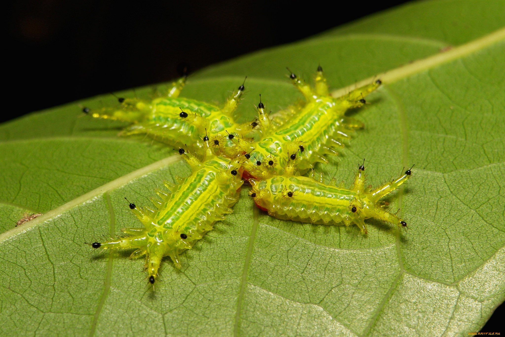 животные, гусеницы