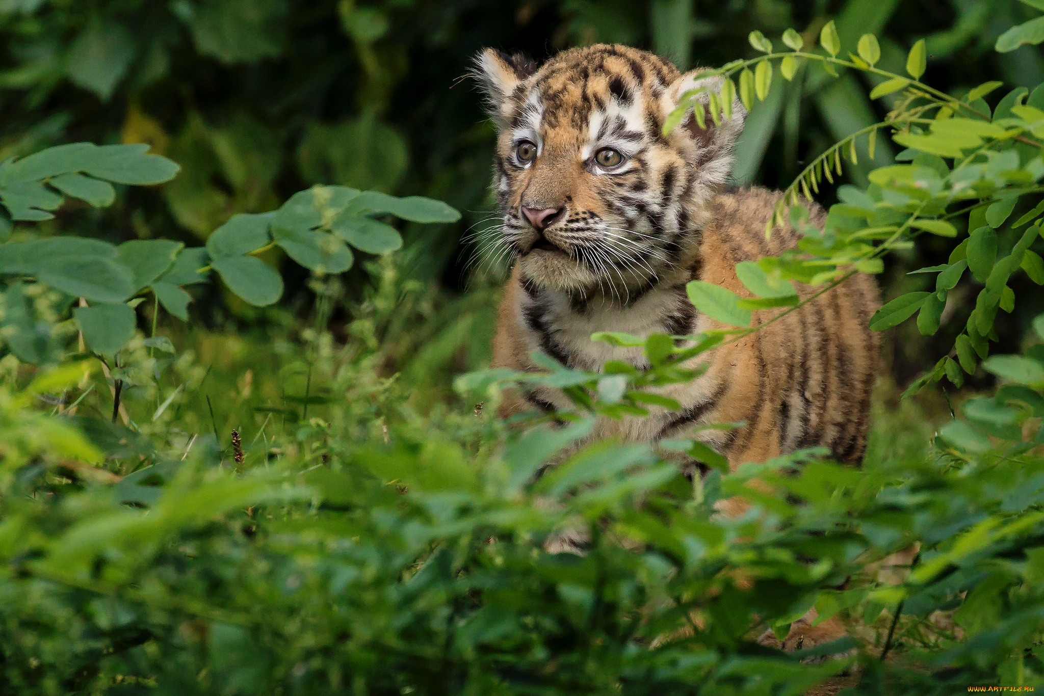 животные, тигры, тигренок