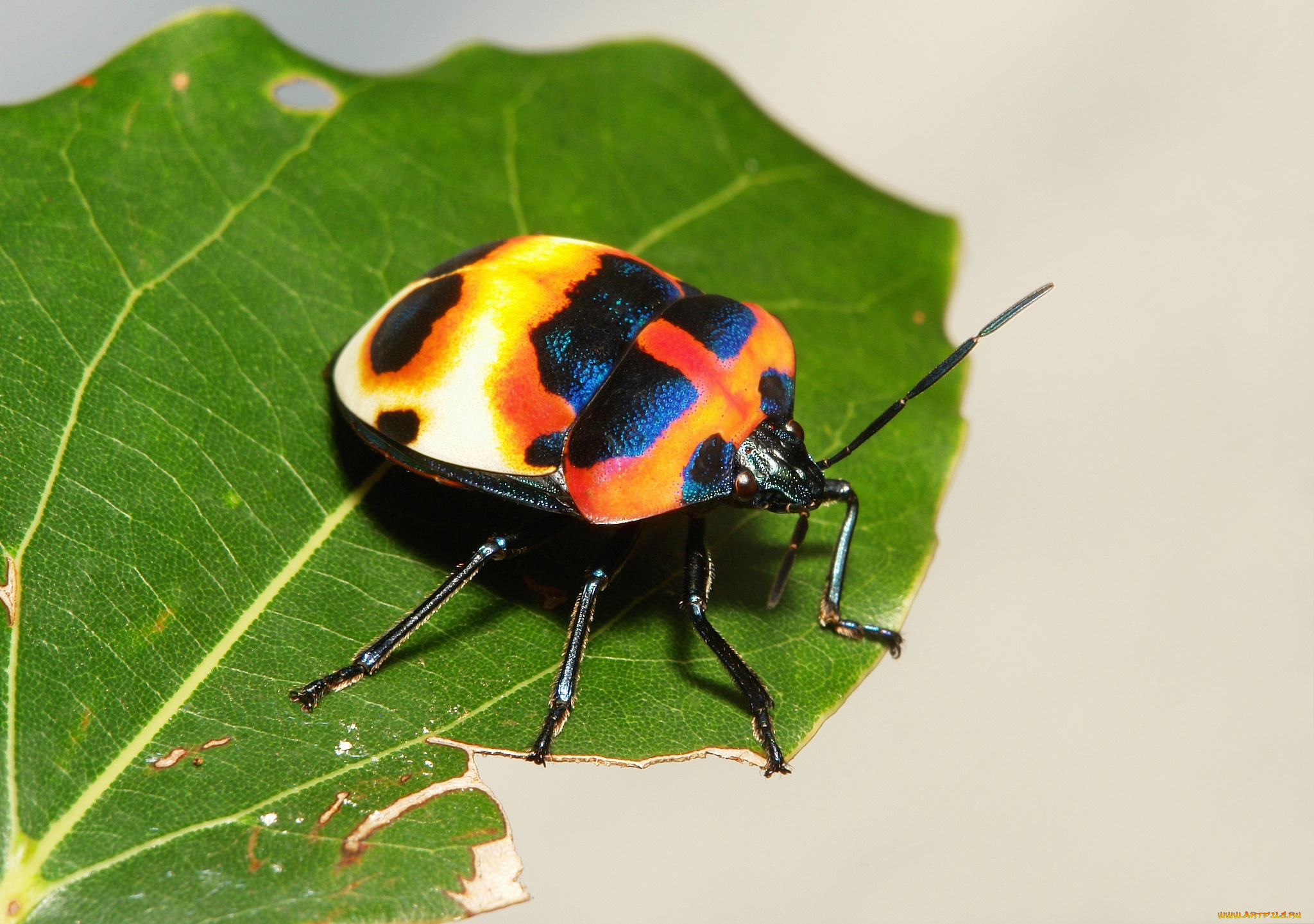 животные, насекомые, жук