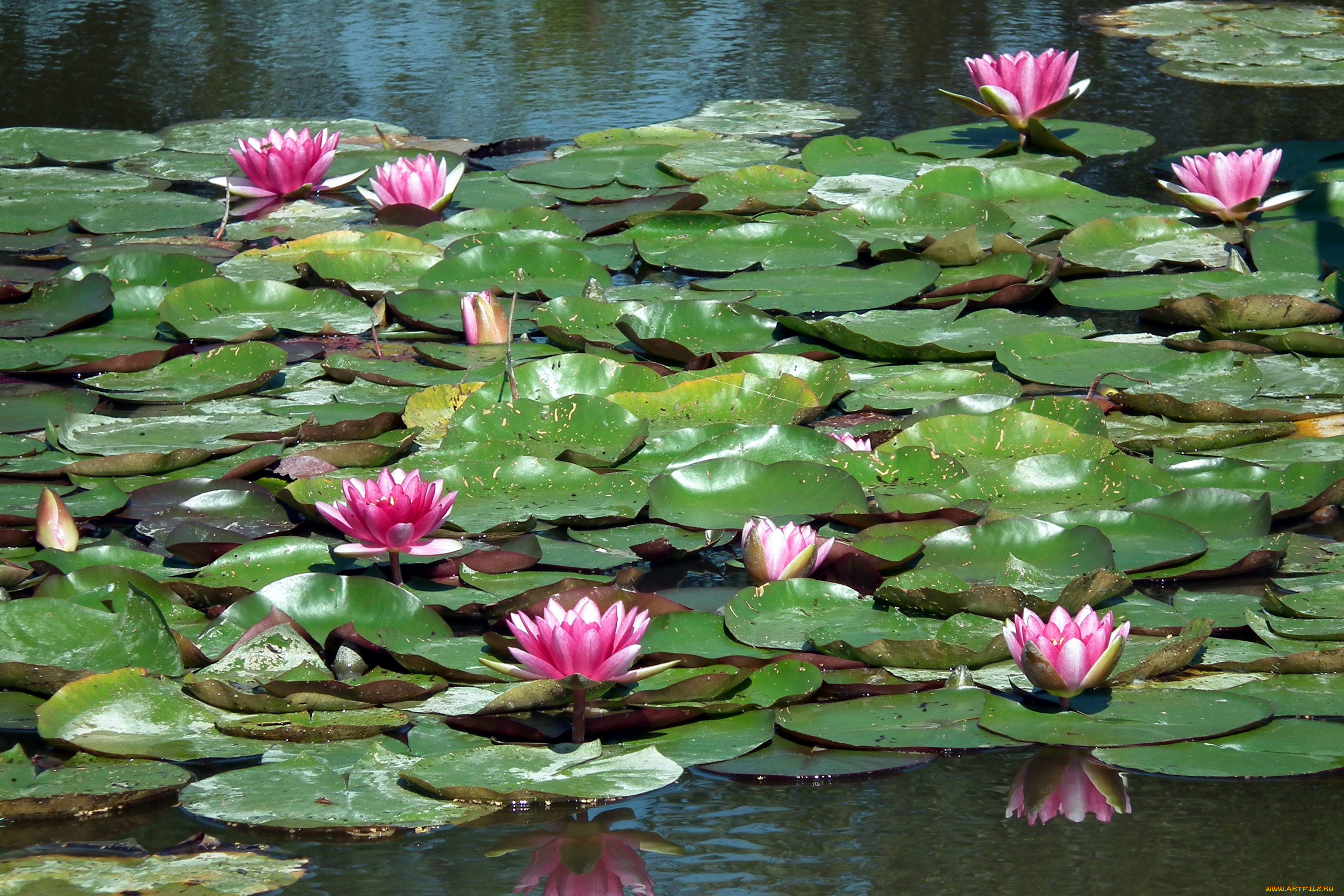 цветы, лилии, водяные, , нимфеи, , кувшинки, водоем, лилии, листья, бутоны