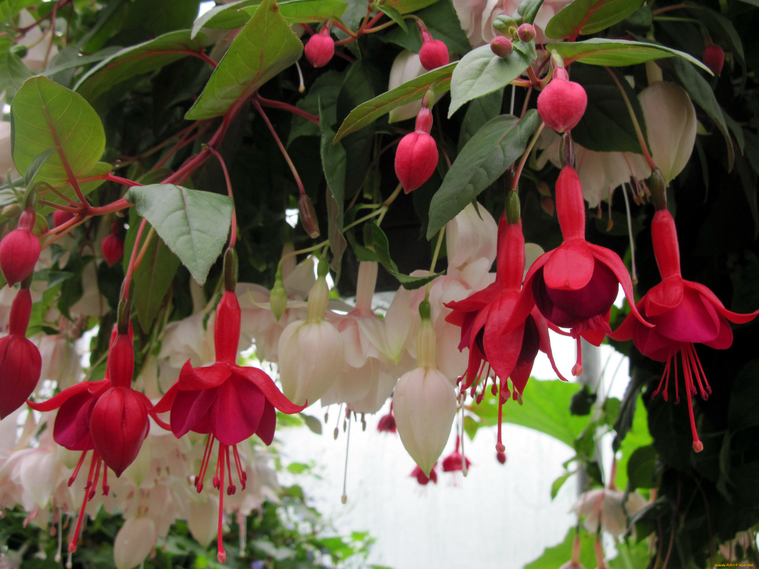 цветы, фуксия, белый, розовый