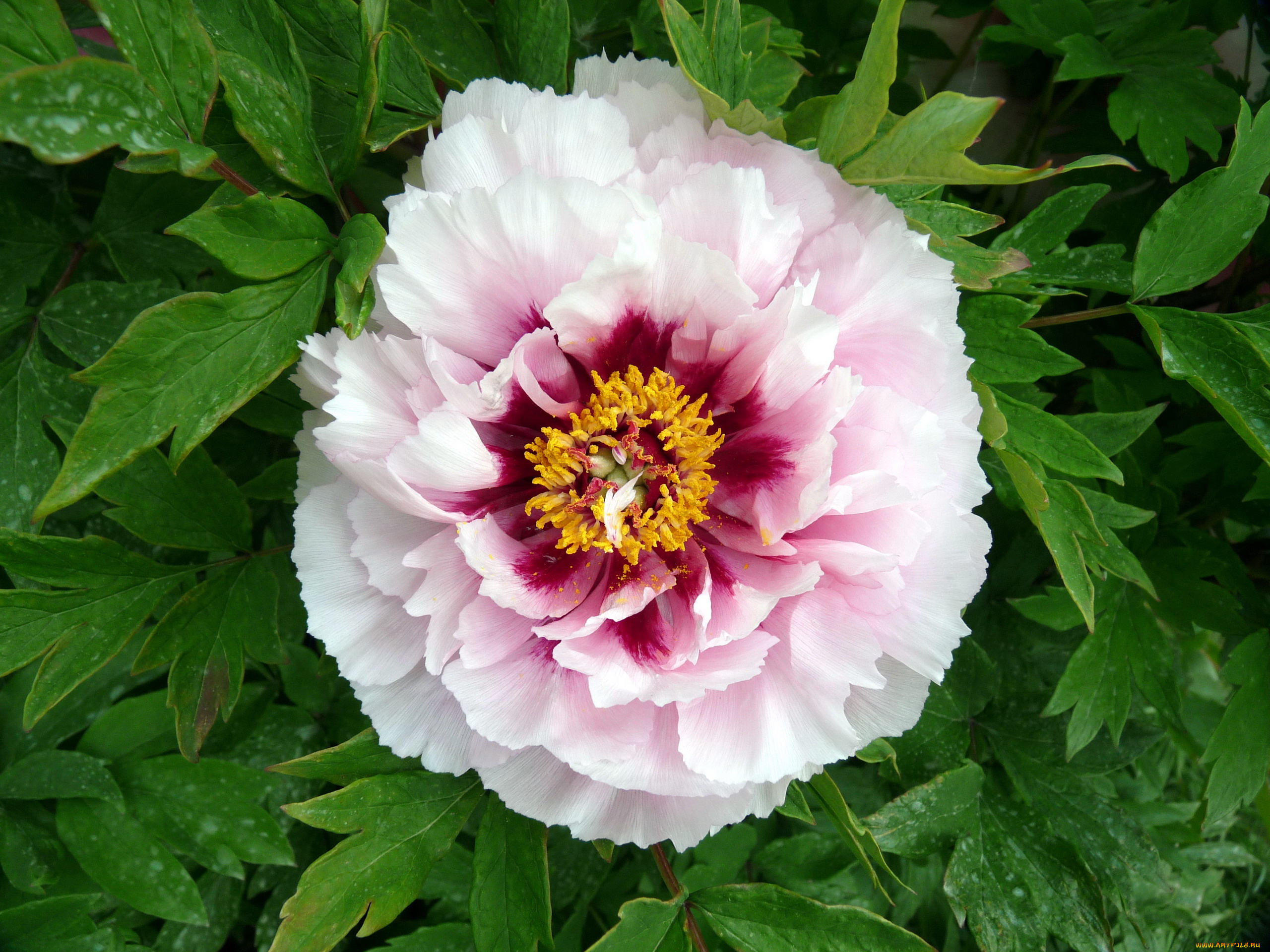 цветы, пионы, древовидный