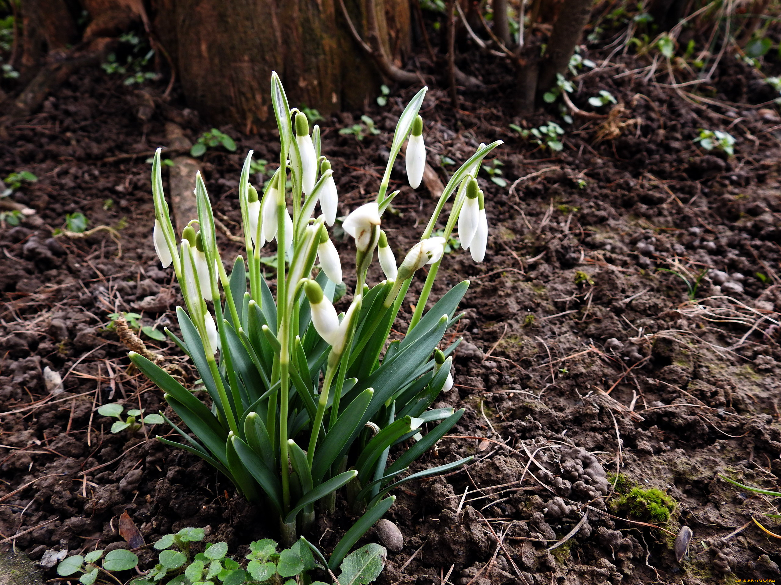 цветы, подснежники, , белоцветники, , пролески, первоцветы