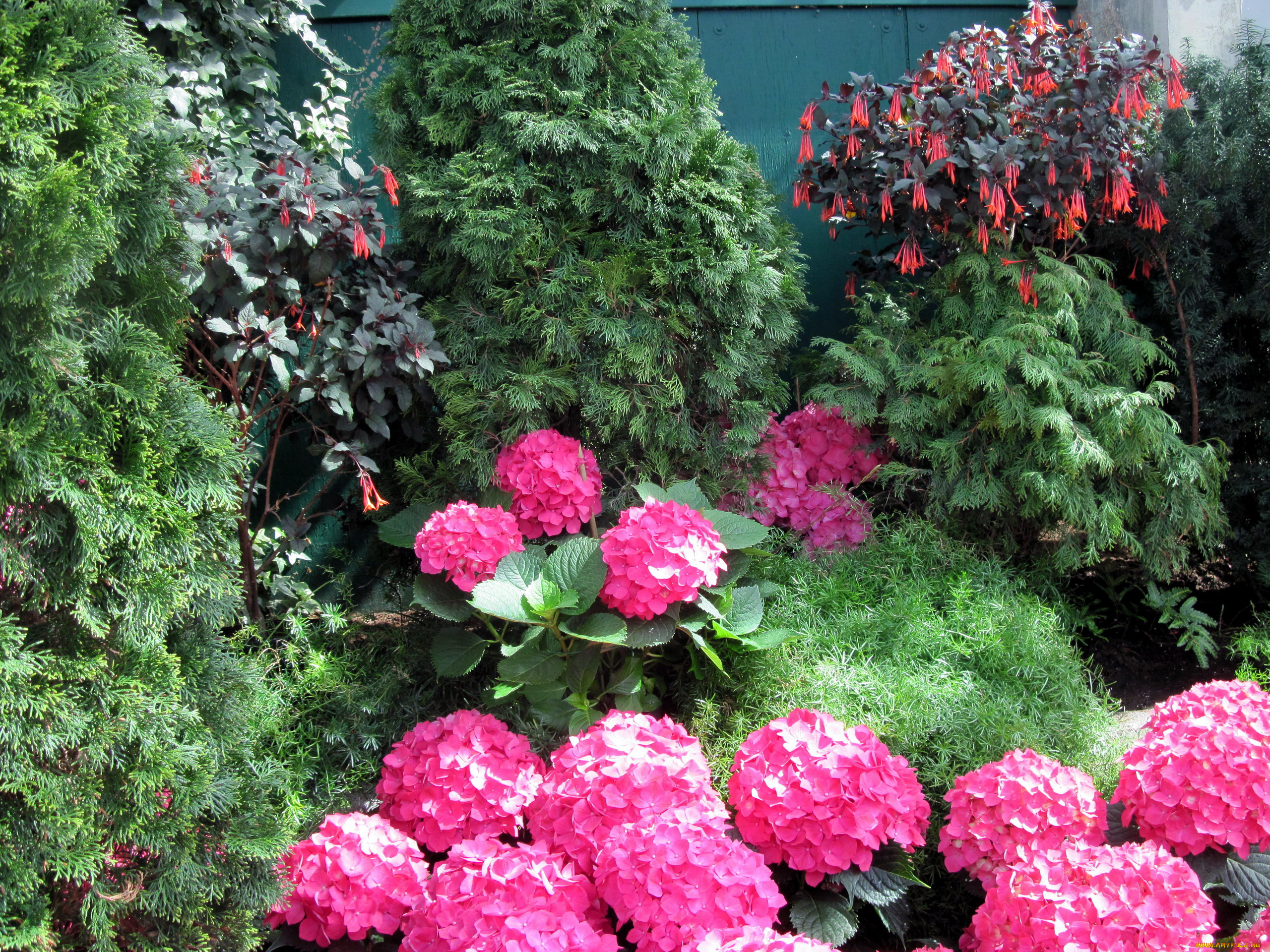 цветы, разные, вместе, туя, гортензия