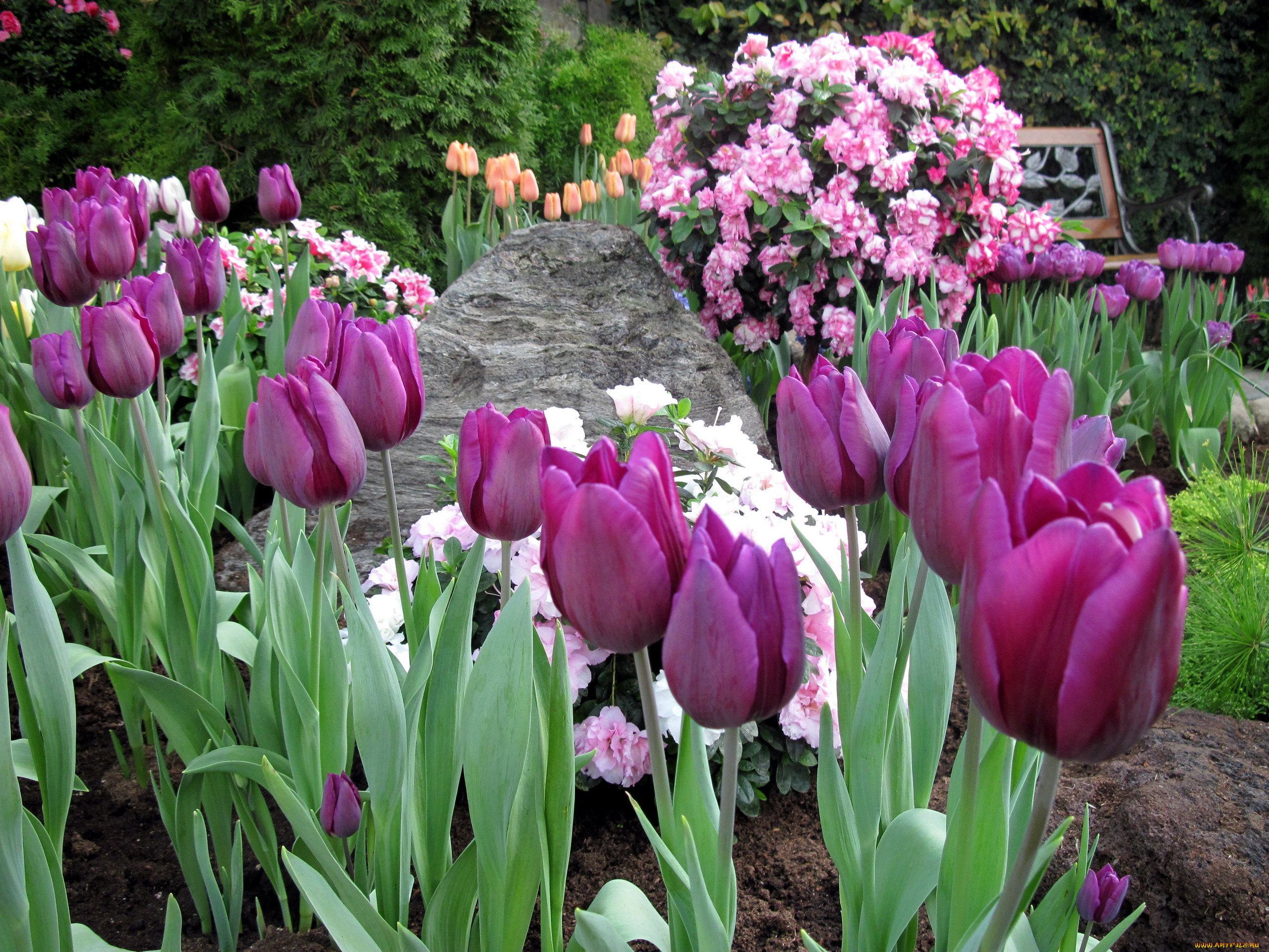 цветы, разные, вместе, тюльпаны, рододендрон