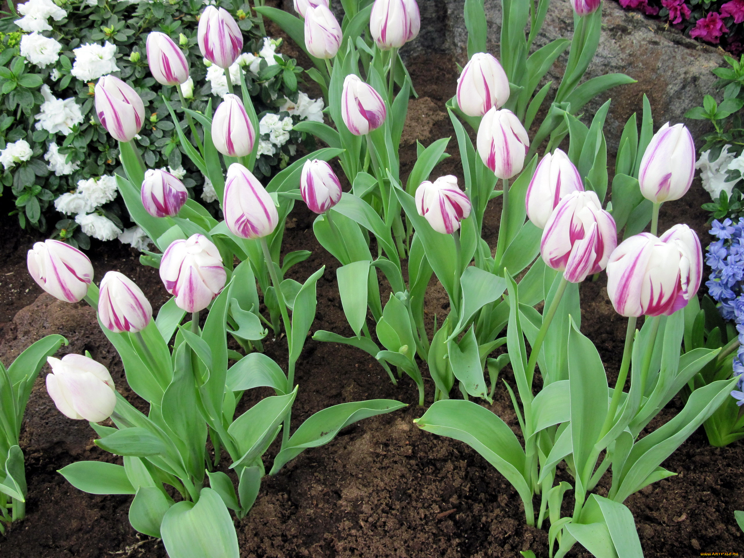 цветы, тюльпаны, бутоны