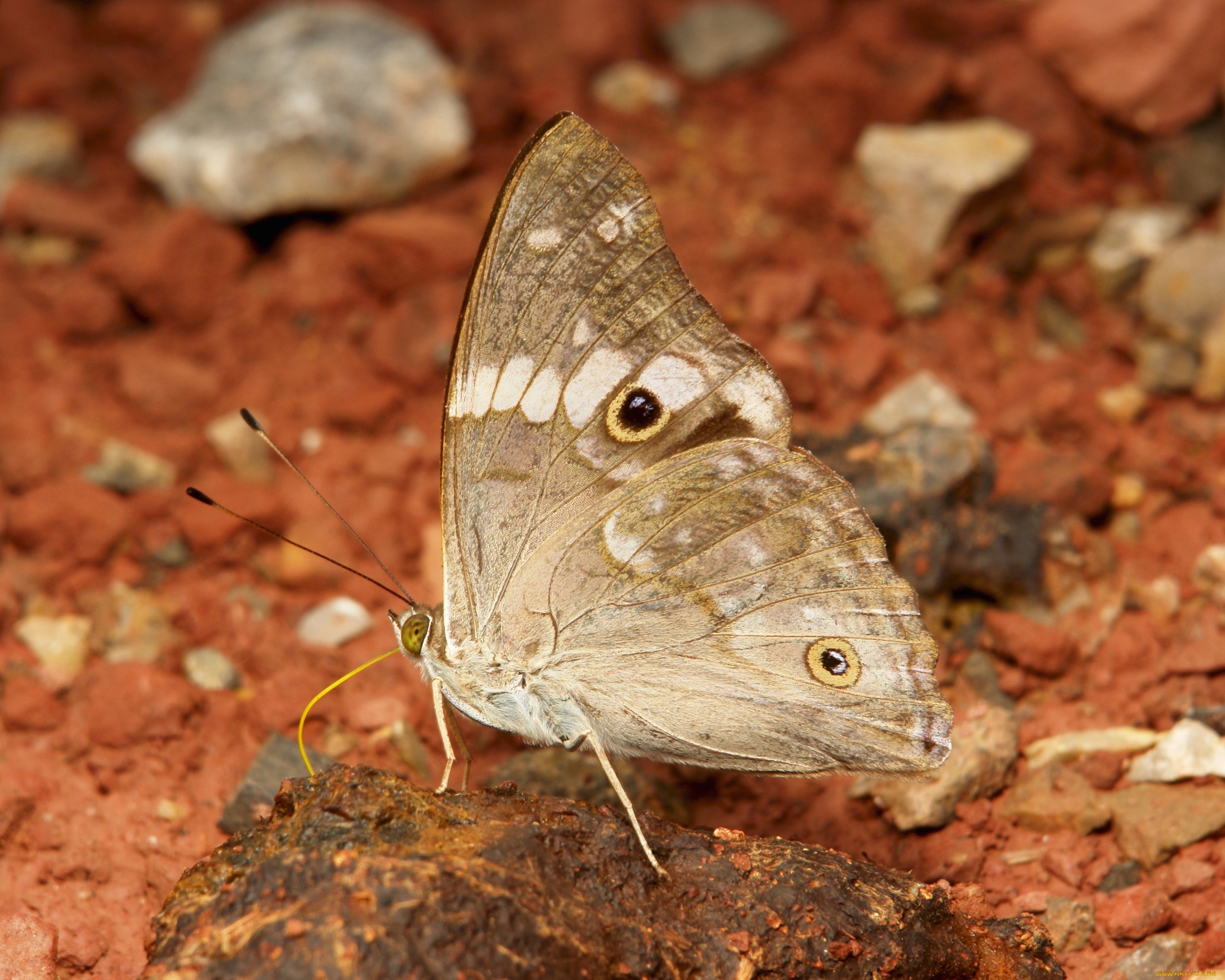 животные, бабочки, , мотыльки, , моли, бабочка