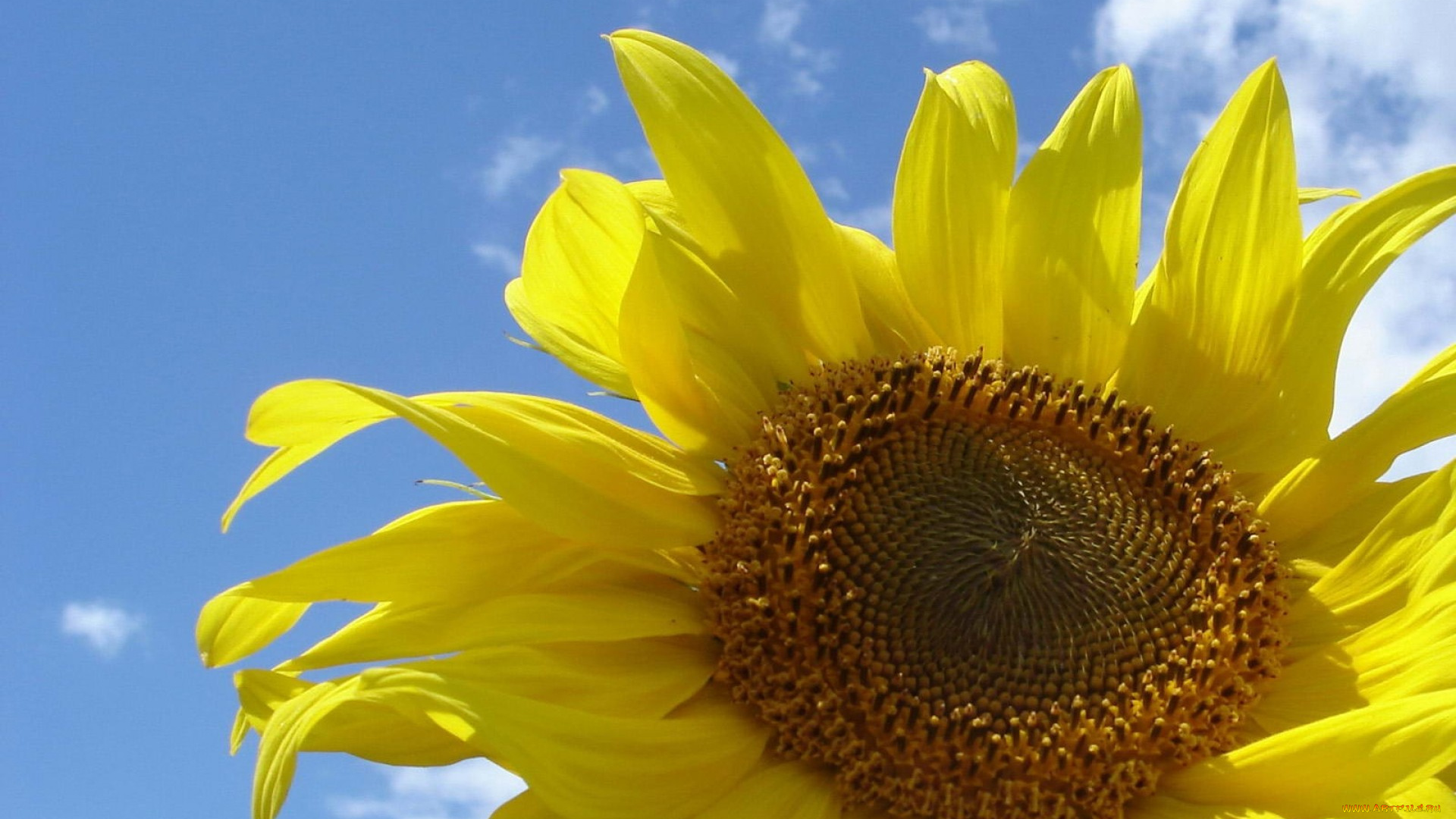 цветы, подсолнухи, облака, небо, подсолнух