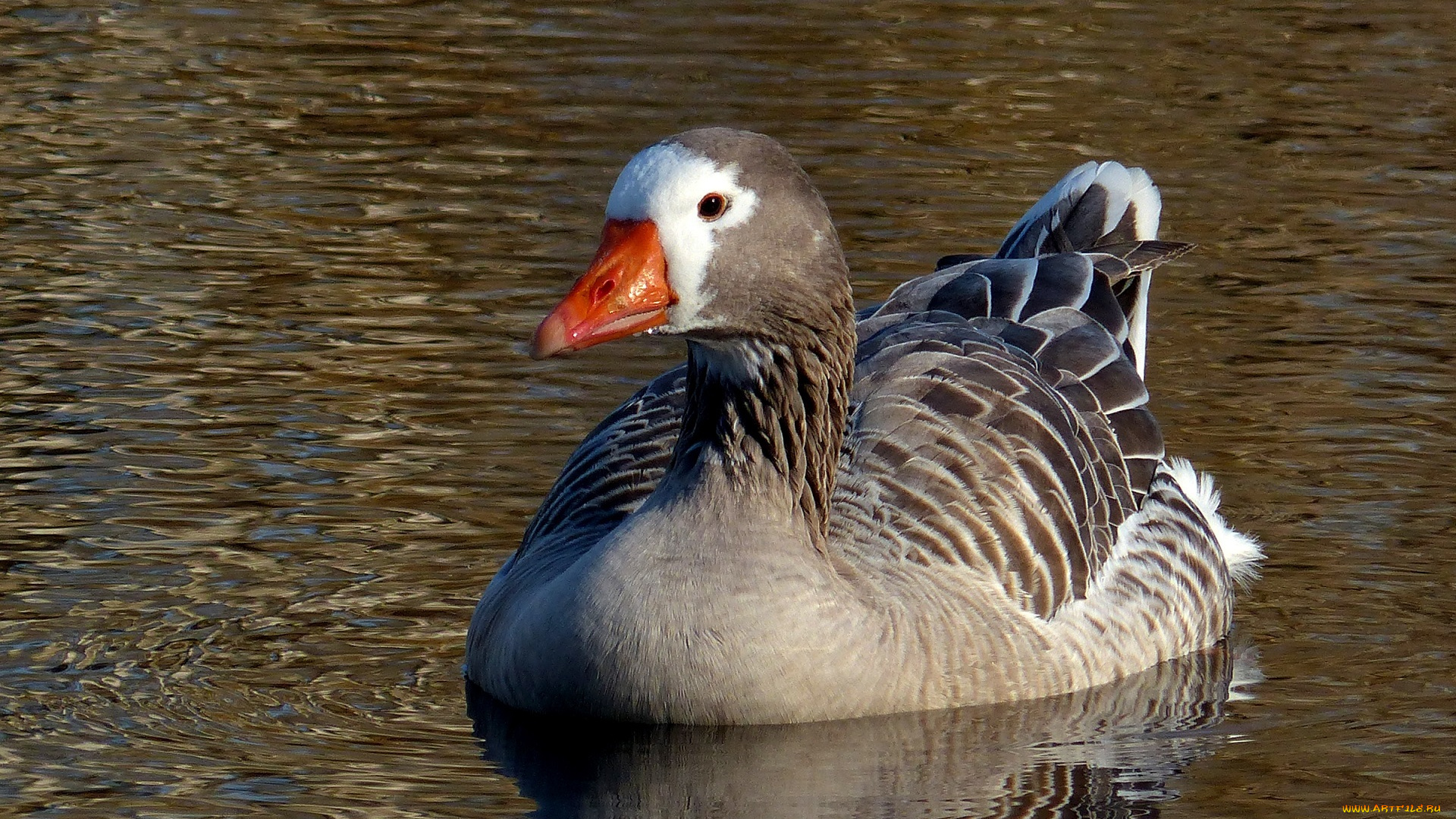 гусь, животные, гуси, вода