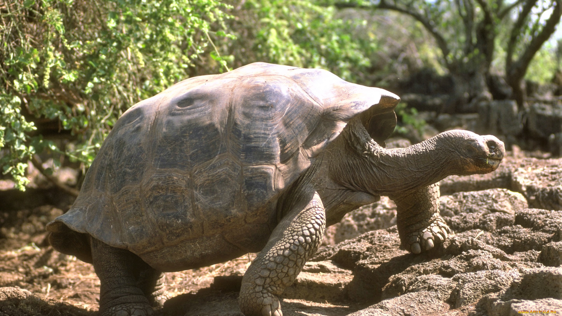 животные, Черепахи, черепаха, камни, кусты