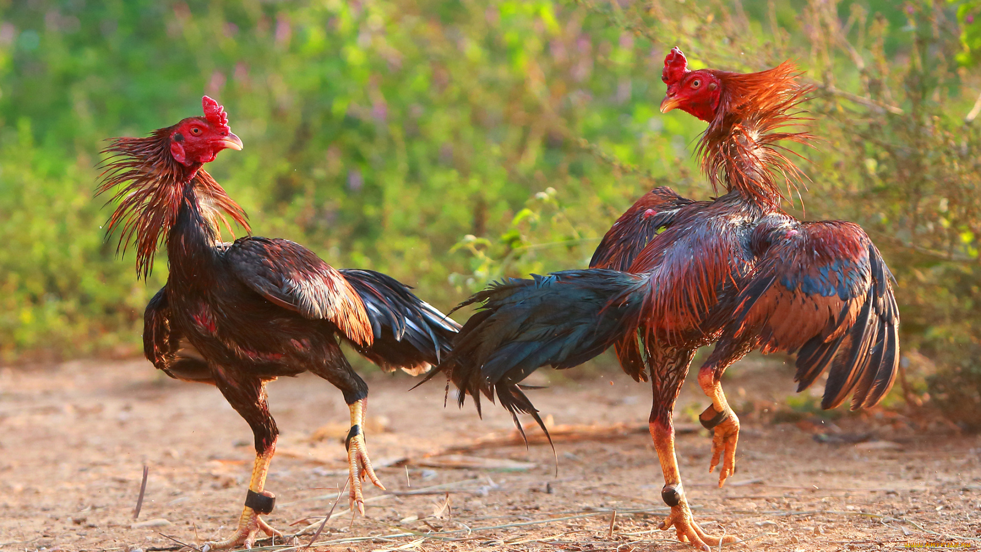 животные, куры, , петухи, бои, петухи