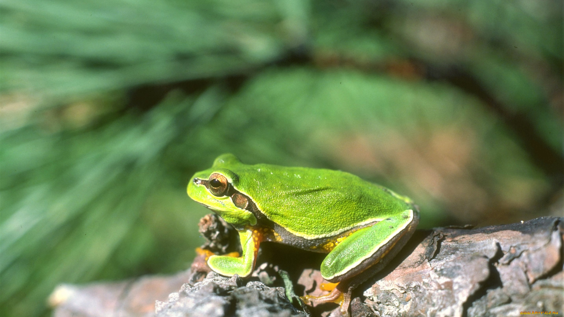 животные, лягушки, лягушка, зеленая, коряга