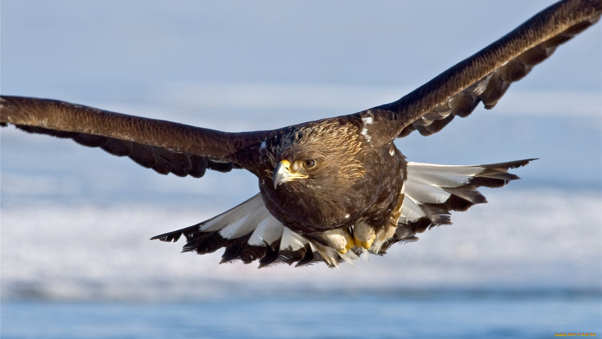 животные, птицы, -, хищники, беркут, хищные, птицы, орлы