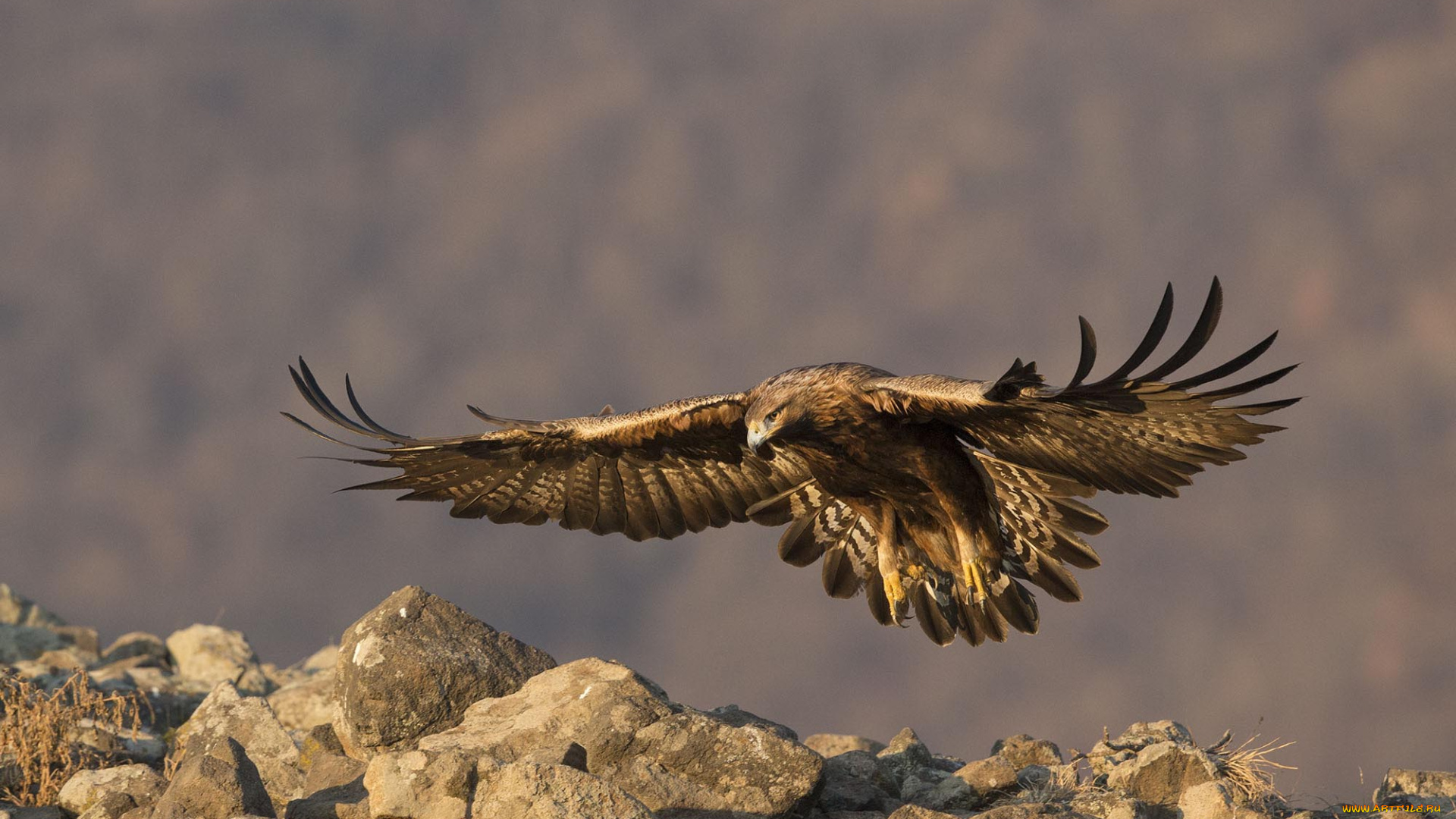 животные, птицы, -, хищники, хищные, птицы, орлы, беркут