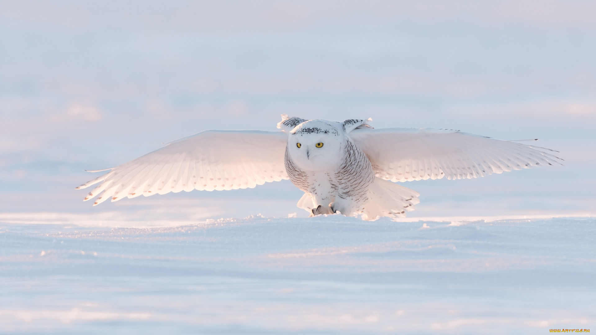 животные, совы, снег, сова