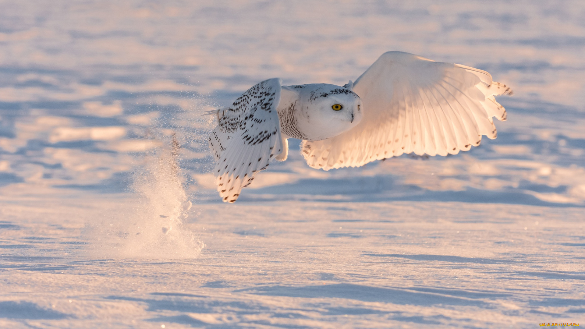 животные, совы, сова, снег