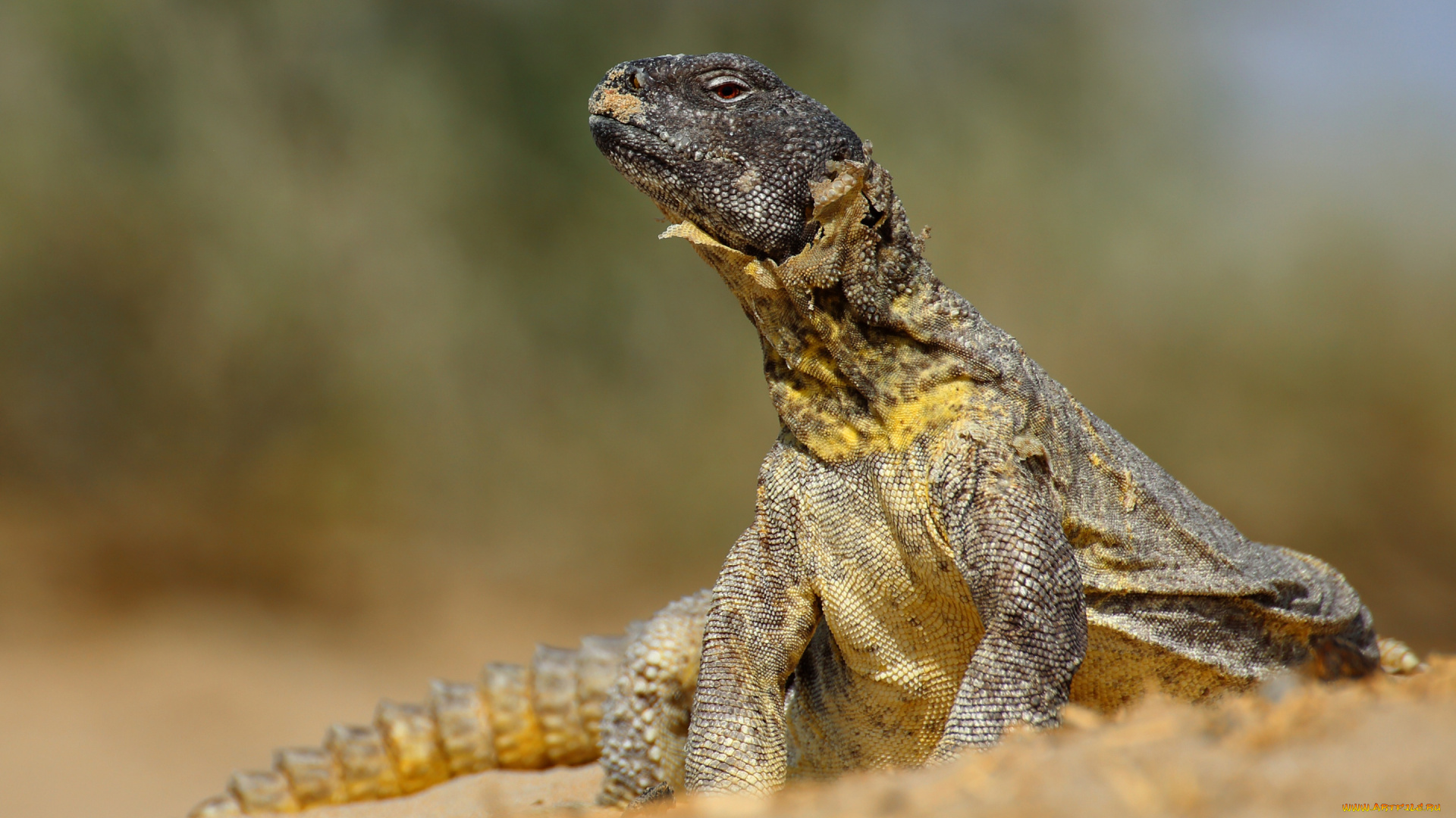 животные, Ящерицы, , игуаны, , вараны, игуана, ящерица