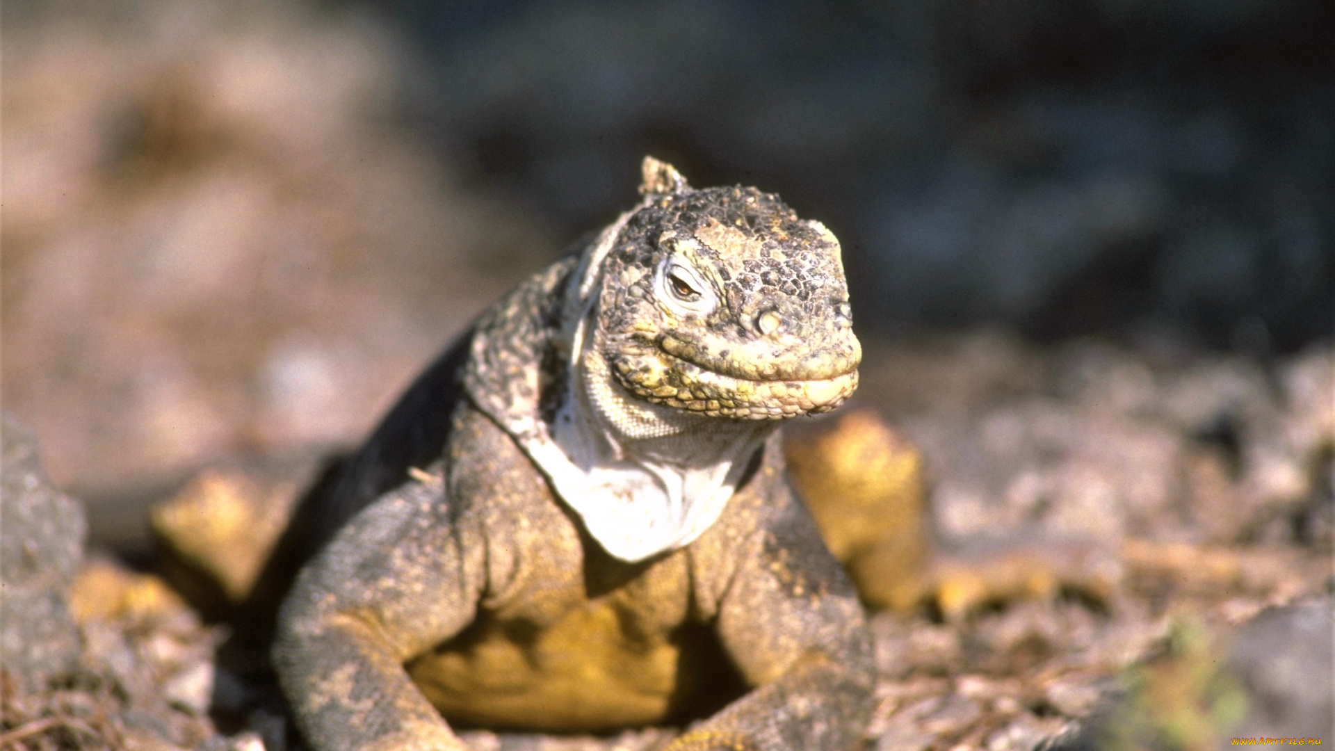 животные, Ящерицы, , игуаны, , вараны, игуана, ящерица